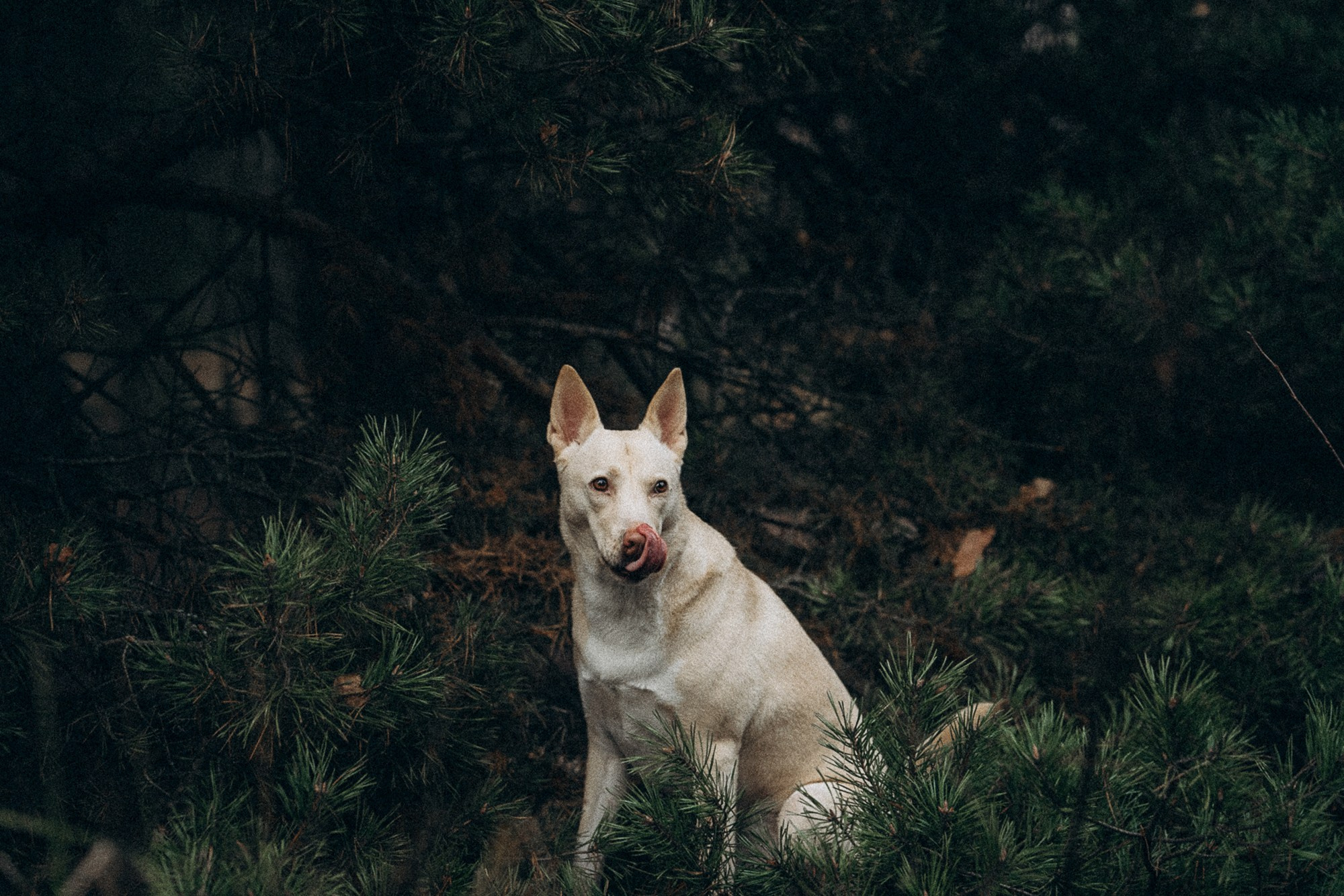 Туся. Фотограф анималист в Москве и Санкт-Петербурге Свиридова Анна