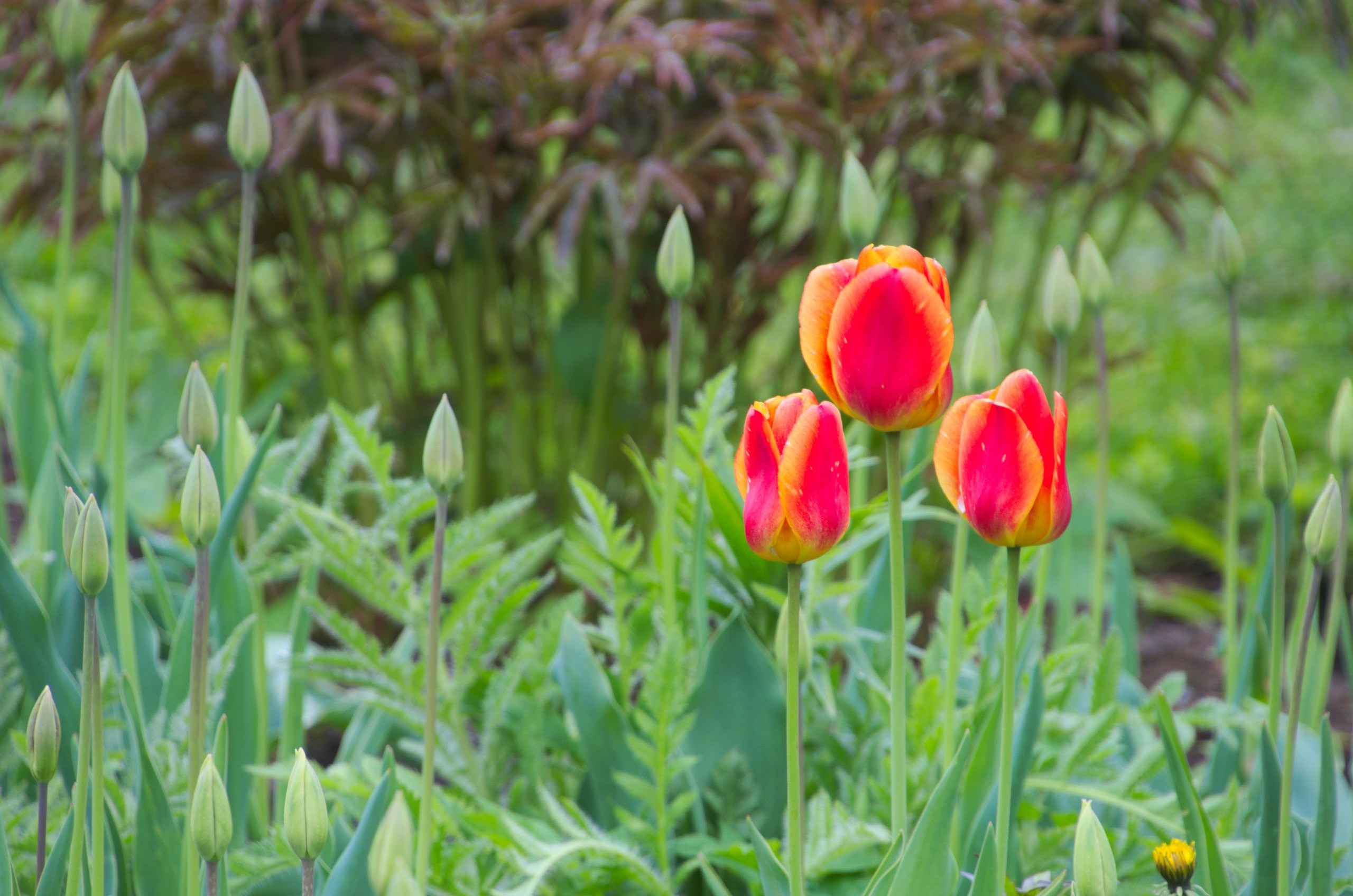 Мелихово | 21.05.2017. Галерея Фантим