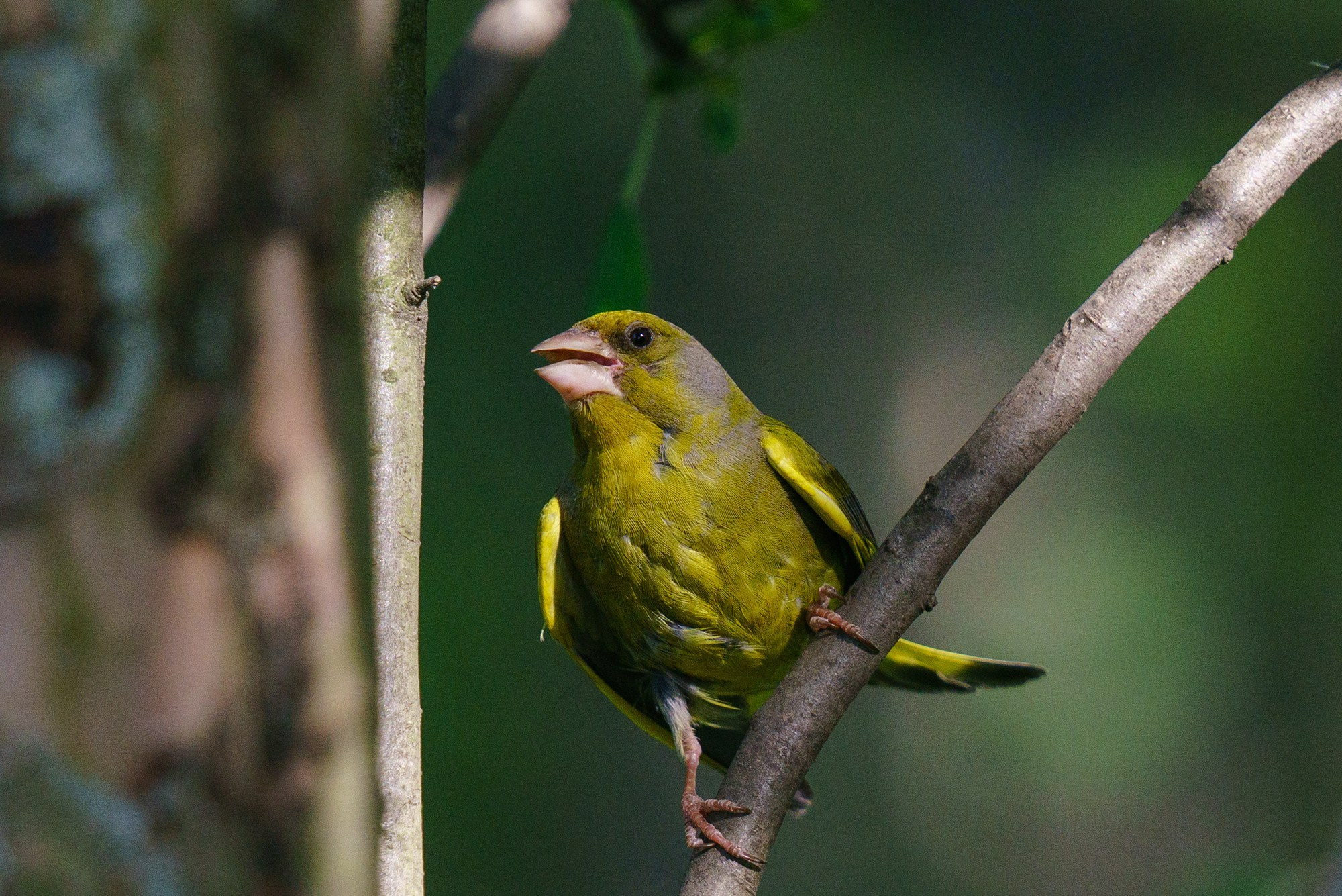 Удивительные мир птиц. Вокруг нас столько прекрасного — присмотритесь!. Ваш личный фотограф Марина Волкова