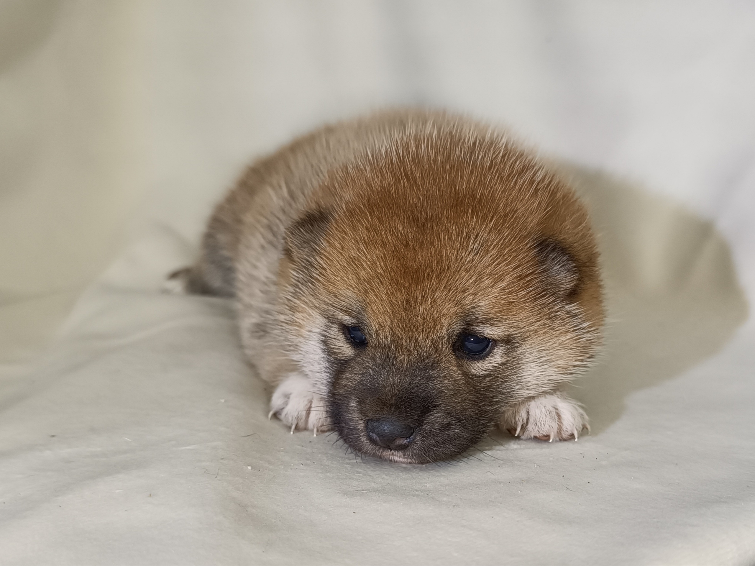 сиба питомник Рубилайт щенки на продажу rubylight  сиба щенки купить СПб Санкт-Петербург 