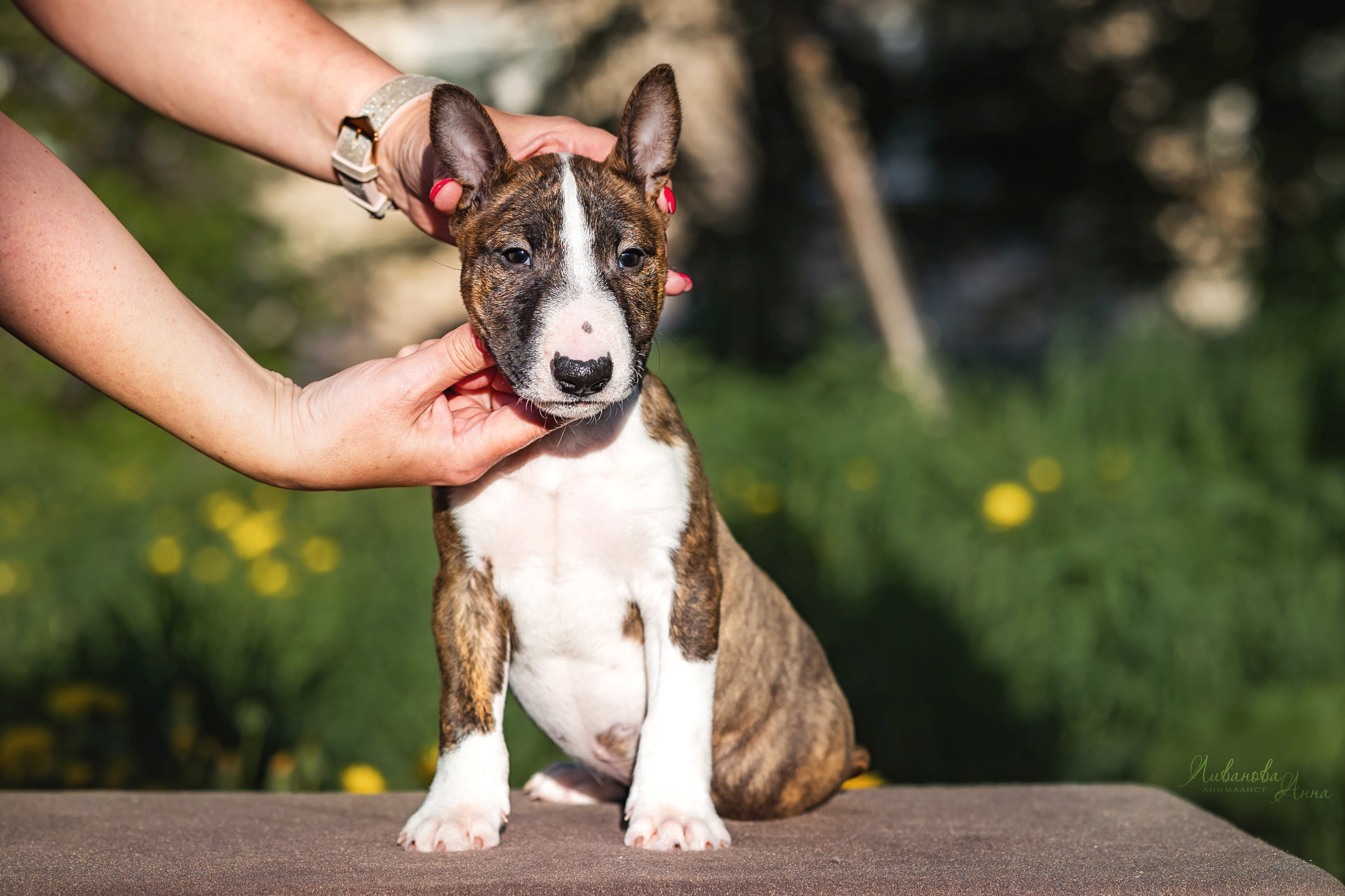 Минибультерьерчики. Фотограф анималист Аня Ливанова | Рыбинск