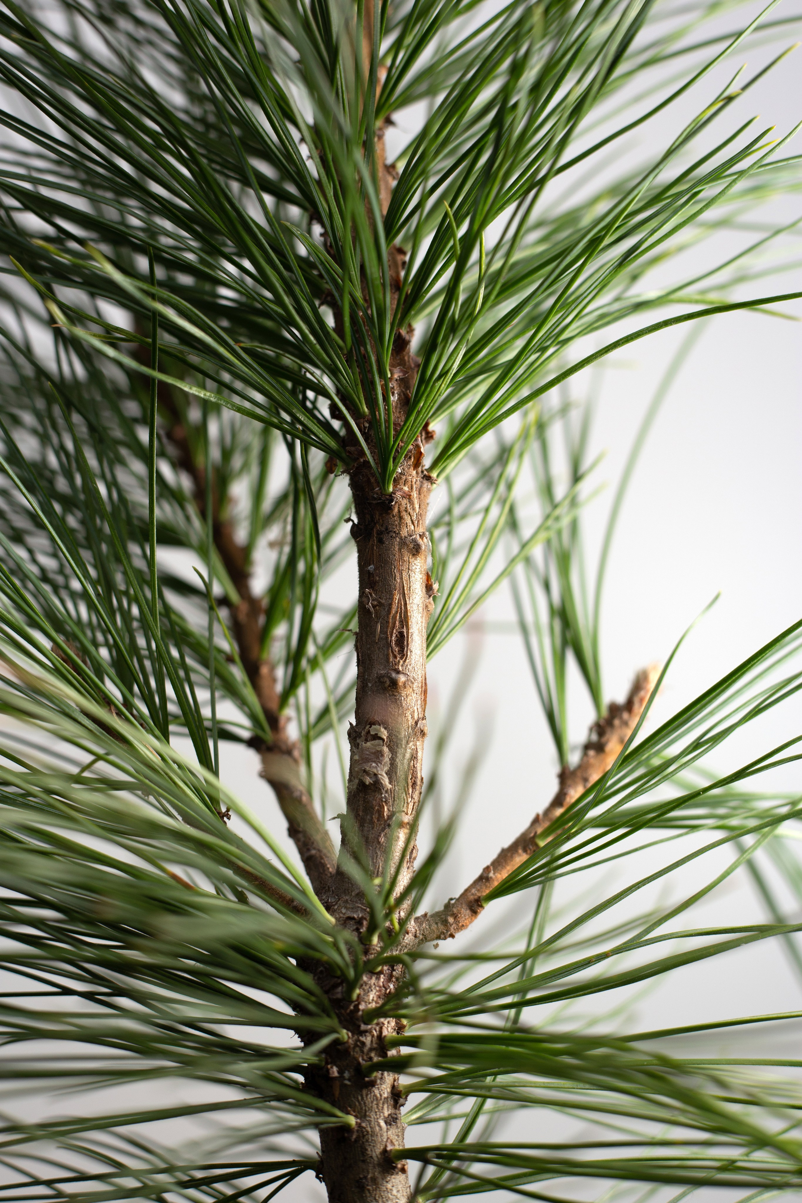 Кедры. Фотограф для различных событий, проектов, маркетплейсов, сайтов и мероприятий в Екатеринбурге