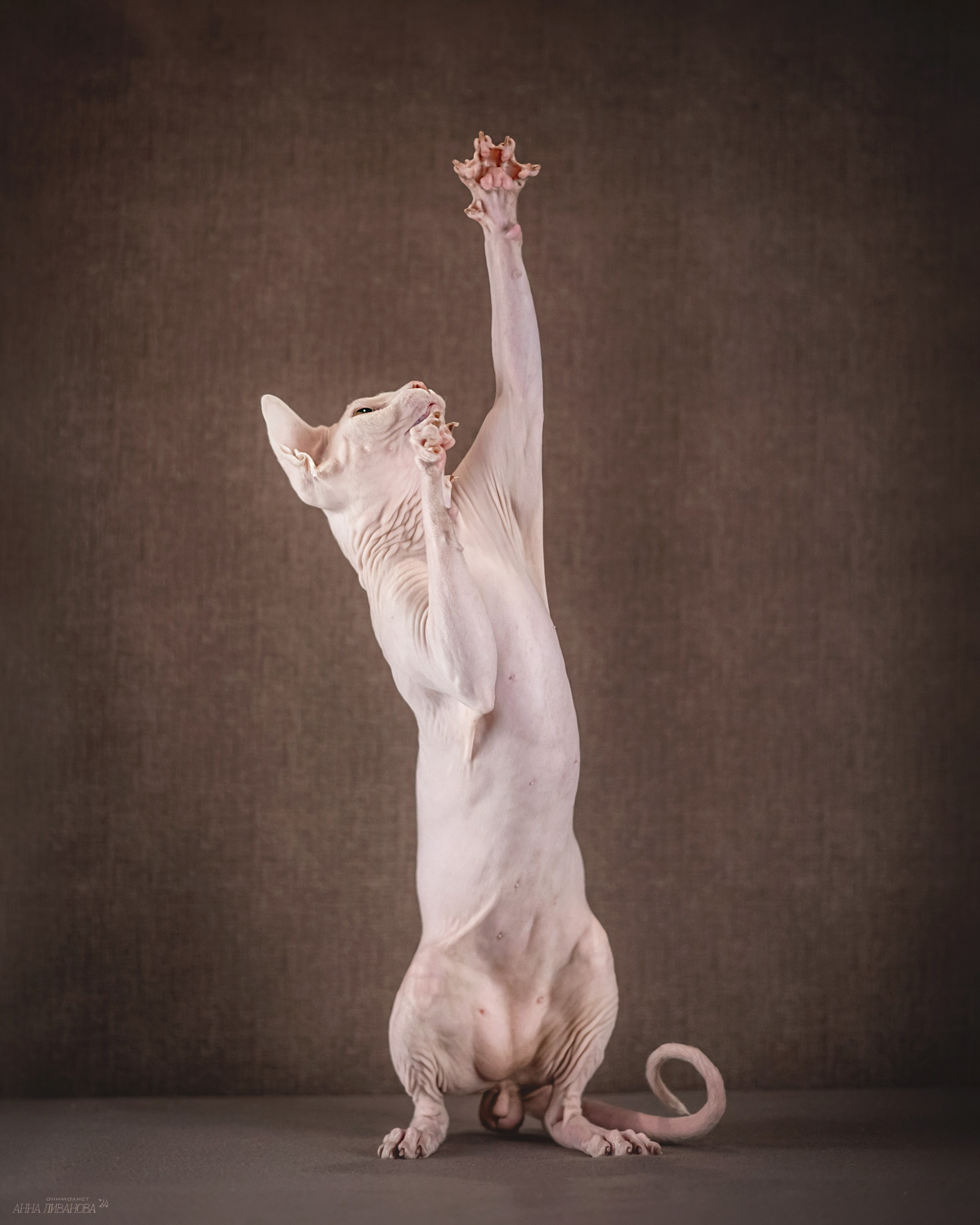 Сфинкс Арчи. Фотограф анималист Аня Ливанова | Рыбинск