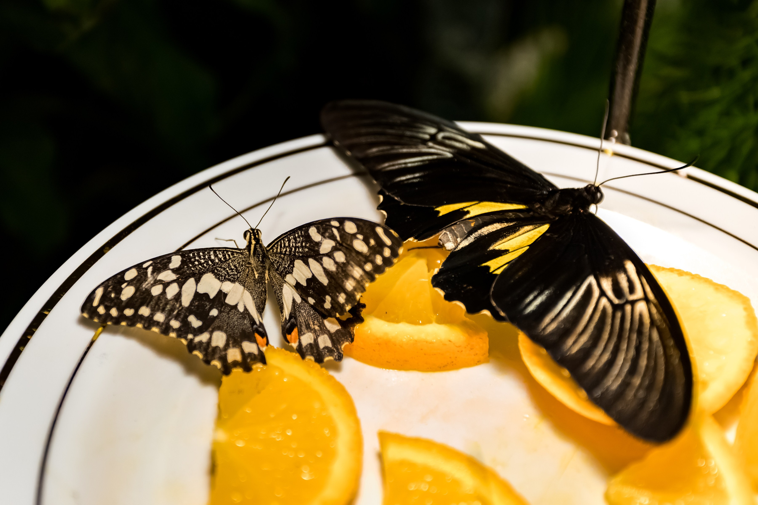 Фотосъемка коммерческих помещений для сайта, карт, соц.сетей. Интерьеры, Контент, Портреты | Фотограф в Москве Дани Терно