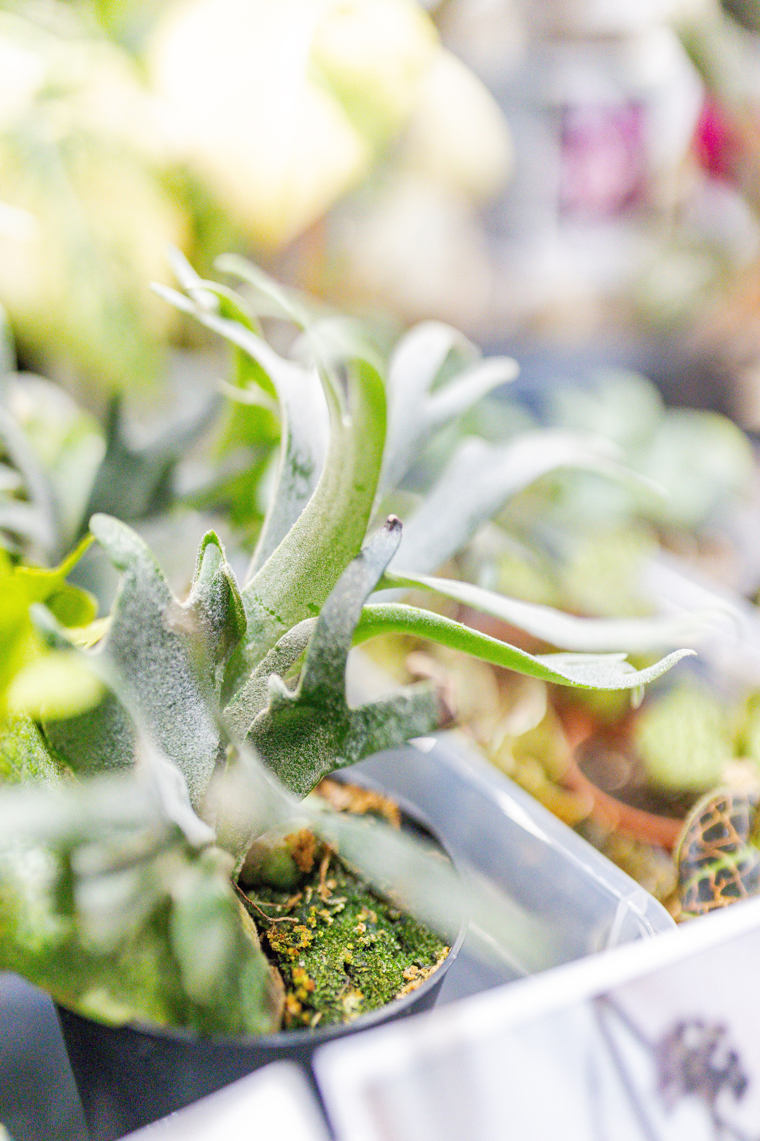 Монстериум апрель 2026. Александра Куликова фотограф, Москва