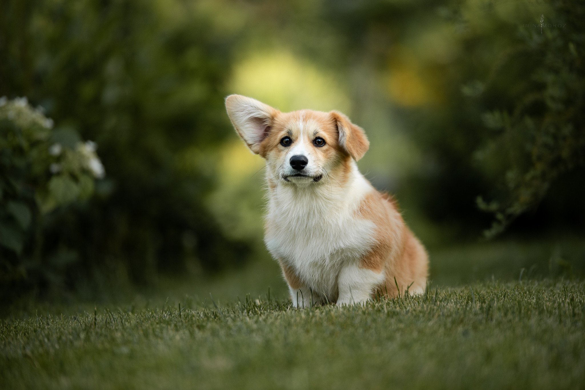 Щенки. Семейный фотограф в Санкт-Петербурге Ирина Мороз
