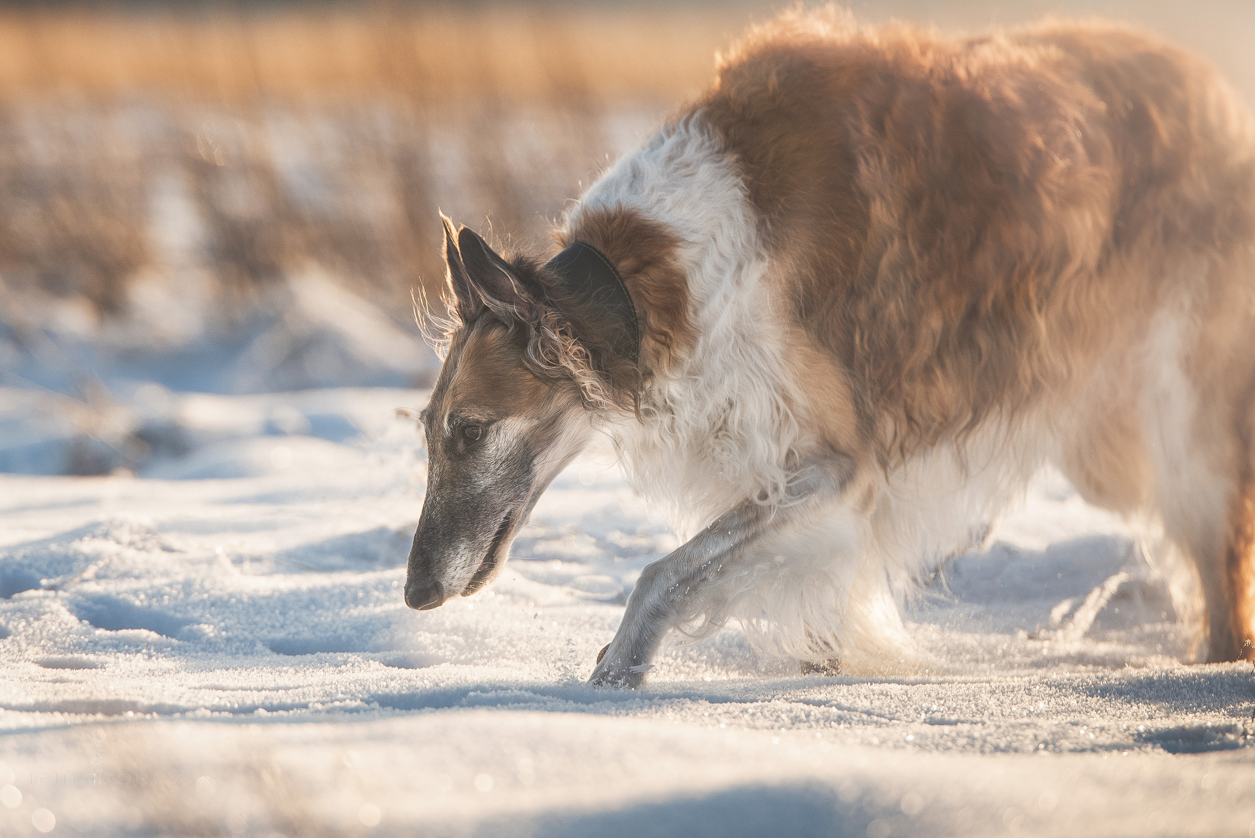 Русская псовая борзая. Семейный фотограф в Санкт-Петербурге Ирина Мороз