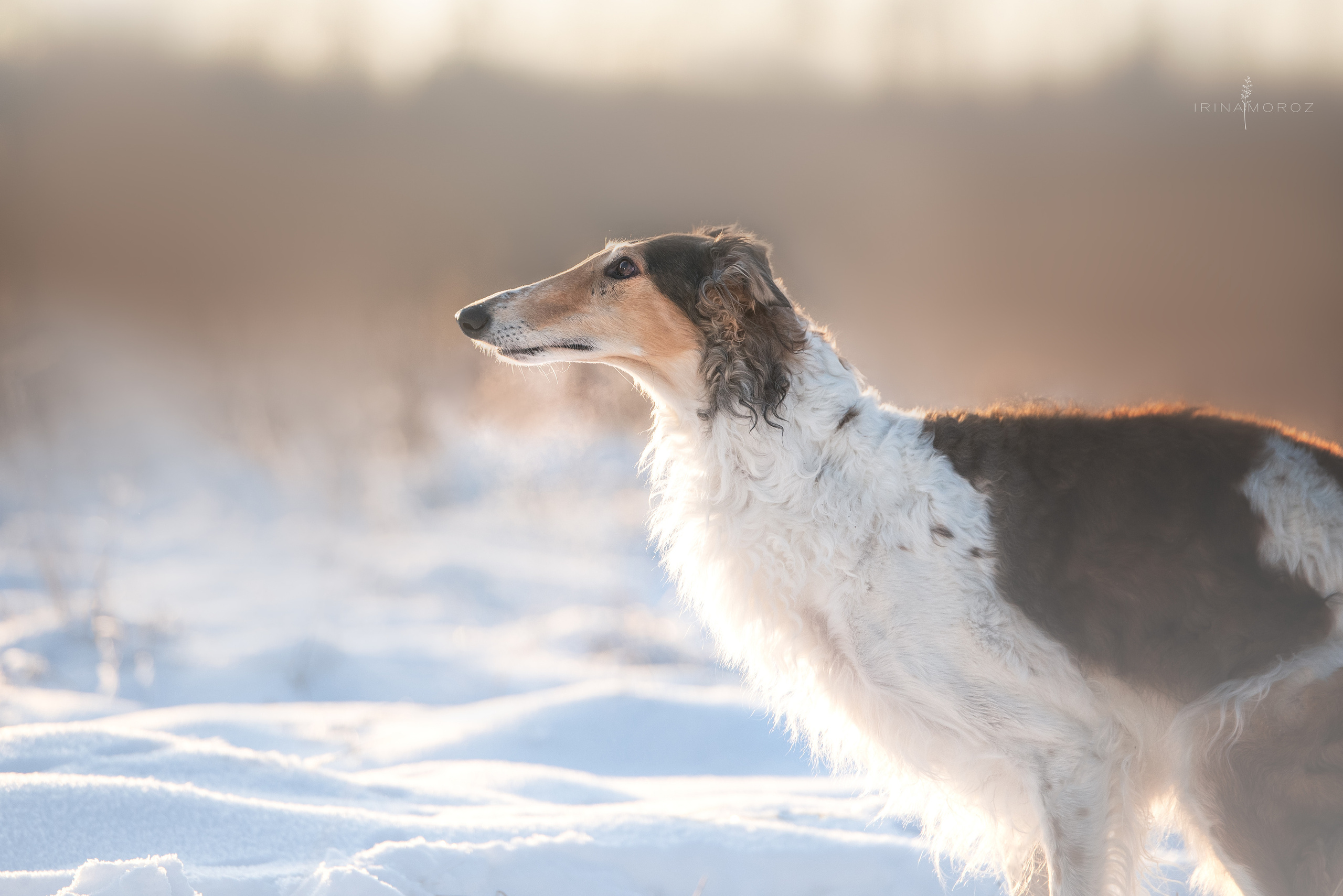 Русская псовая борзая. Семейный фотограф в Санкт-Петербурге Ирина Мороз