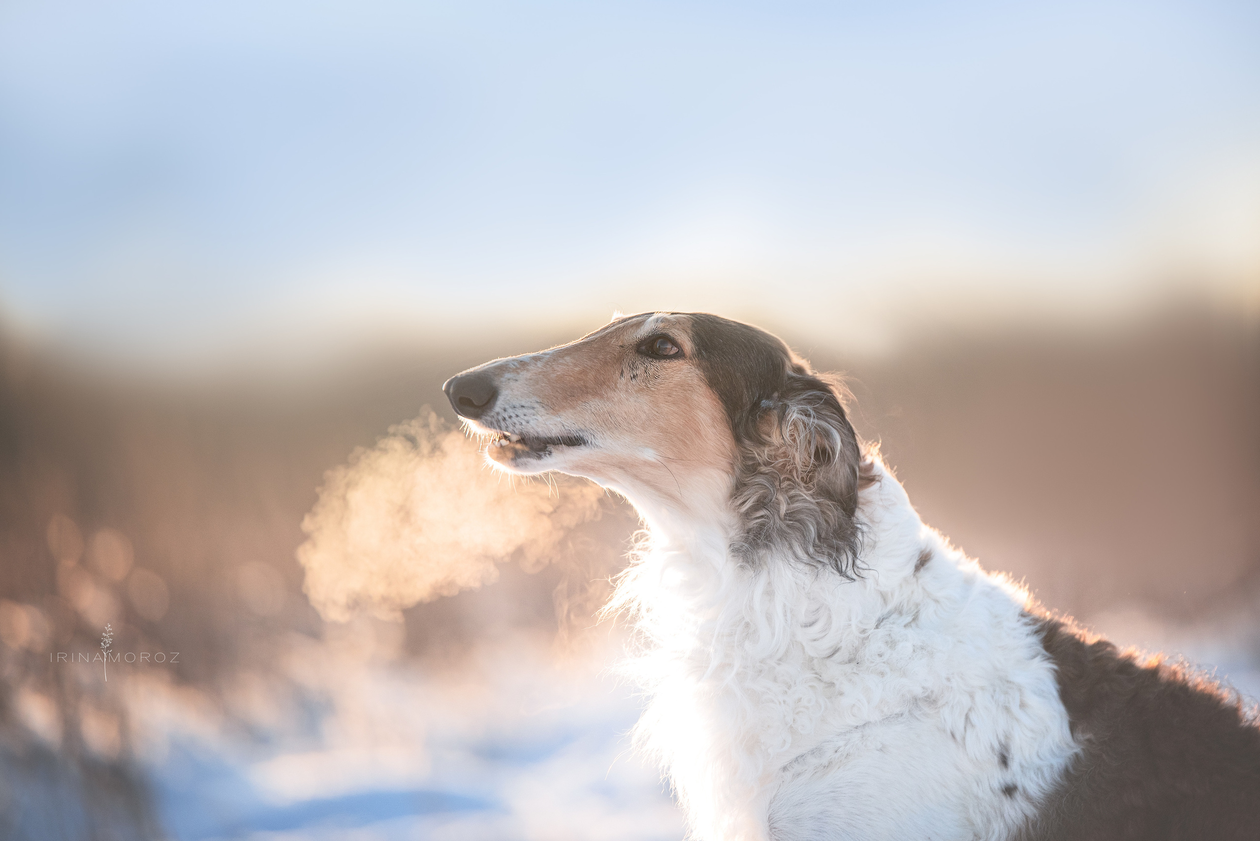 Русская псовая борзая. Семейный фотограф в Санкт-Петербурге Ирина Мороз