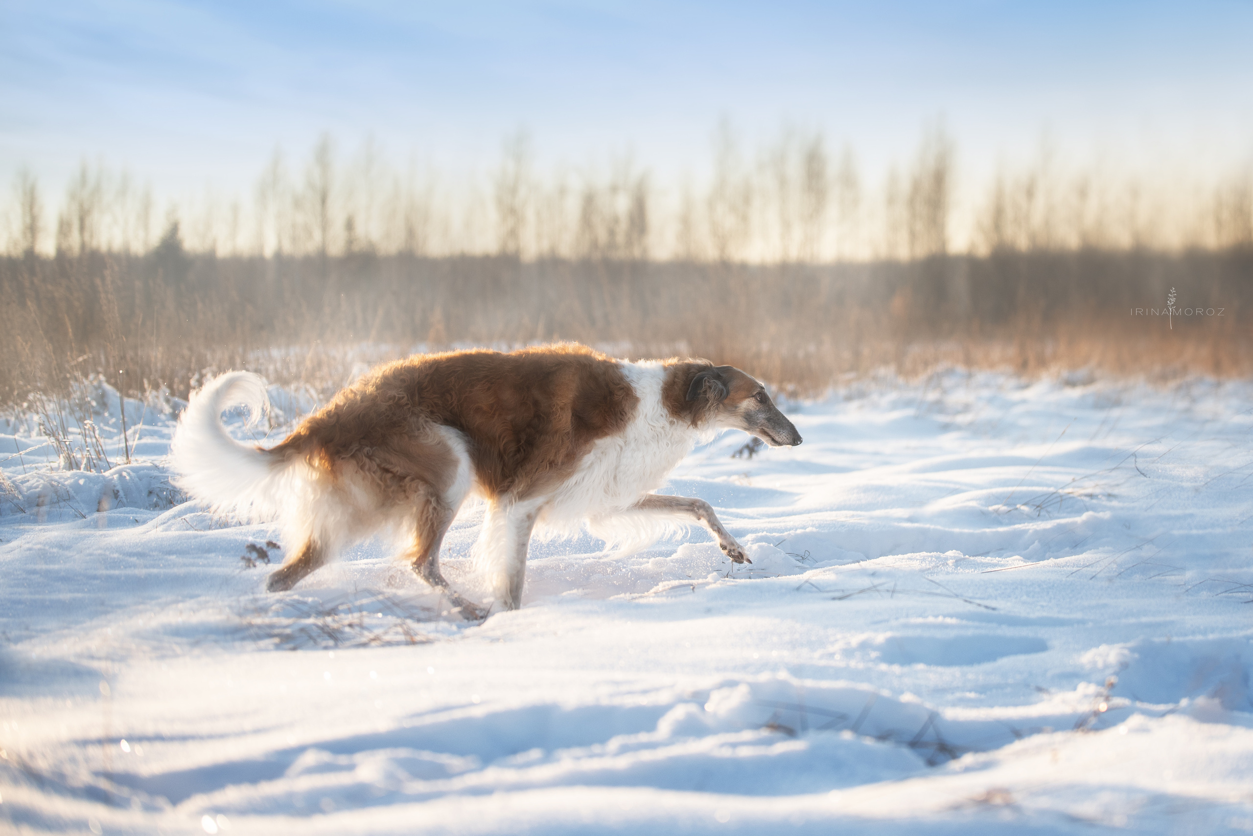 Русская псовая борзая. Семейный фотограф в Санкт-Петербурге Ирина Мороз