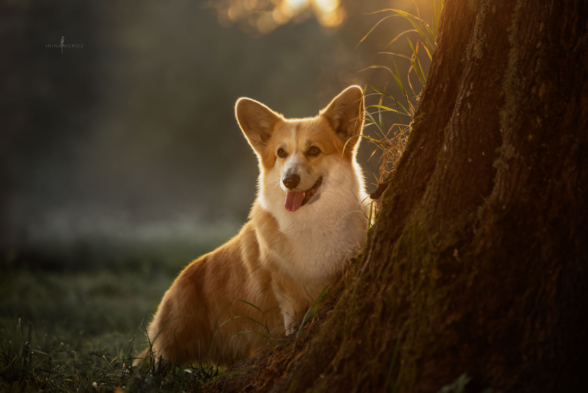 Любимая порода. Семейный фотограф в Санкт-Петербурге Ирина Мороз