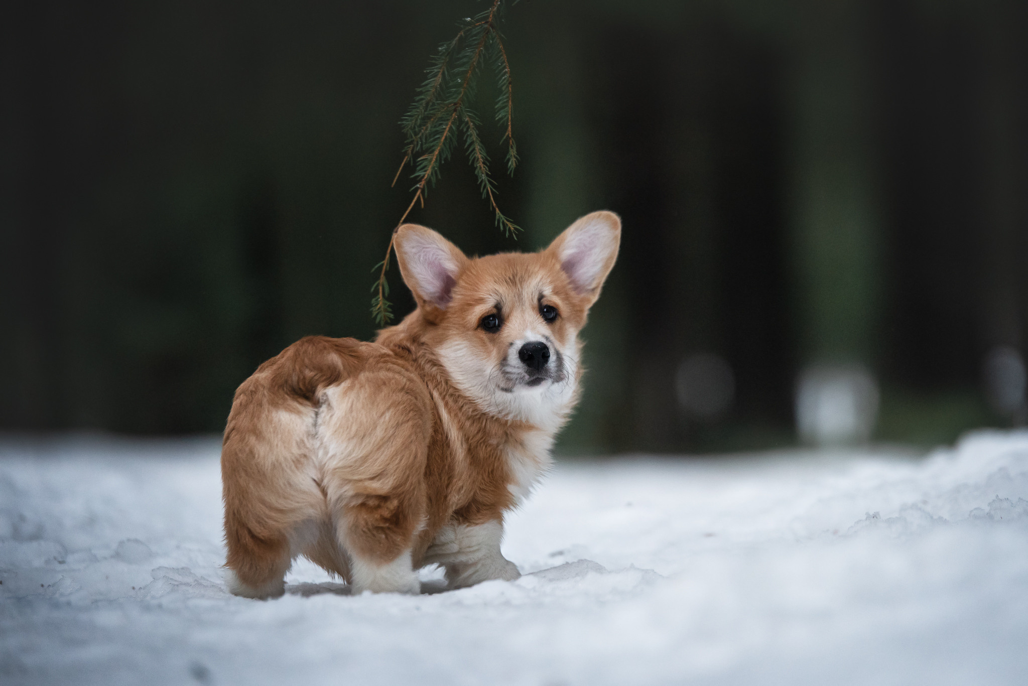 Щенки. Семейный фотограф в Санкт-Петербурге Ирина Мороз