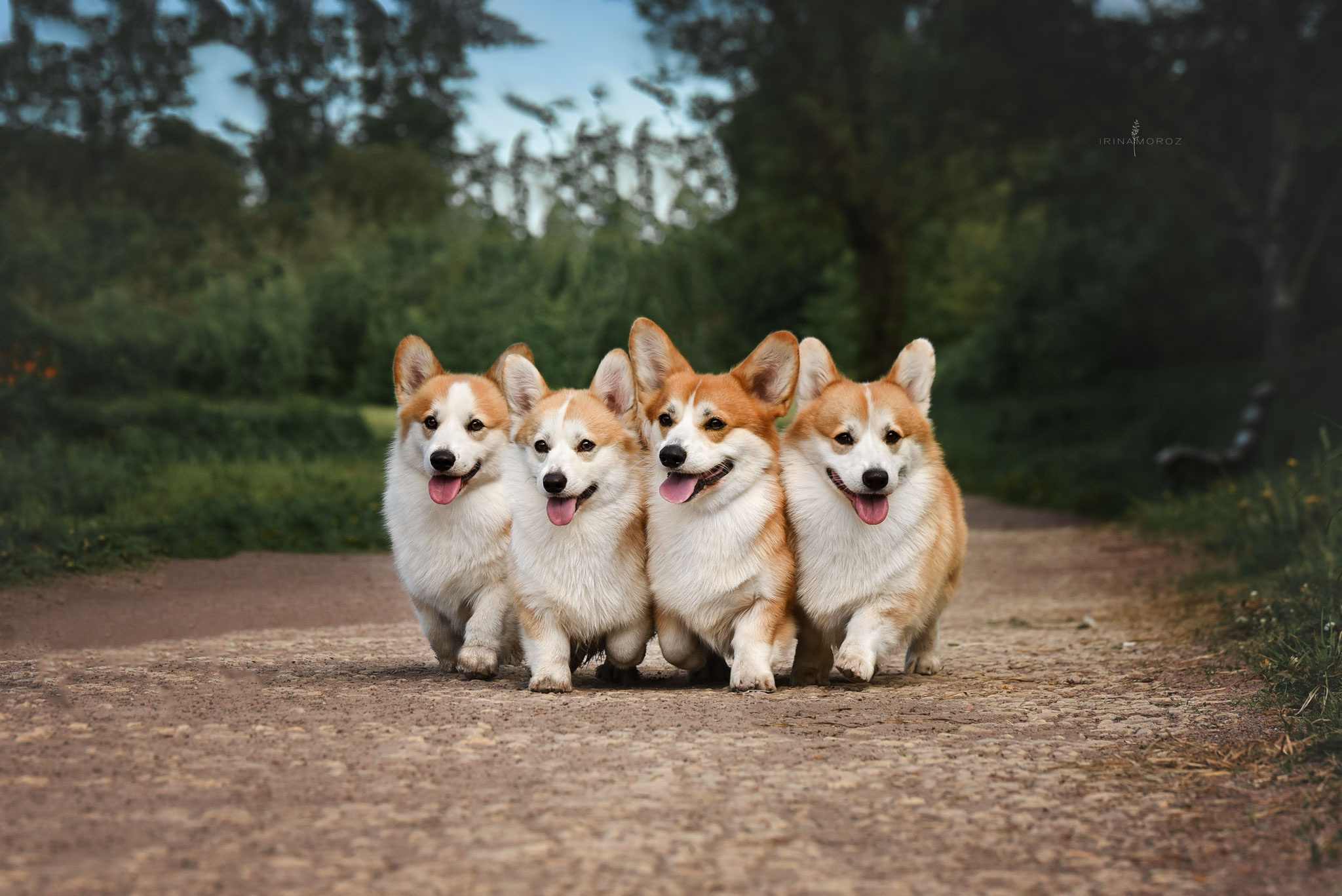 Любимая порода. Семейный фотограф в Санкт-Петербурге Ирина Мороз