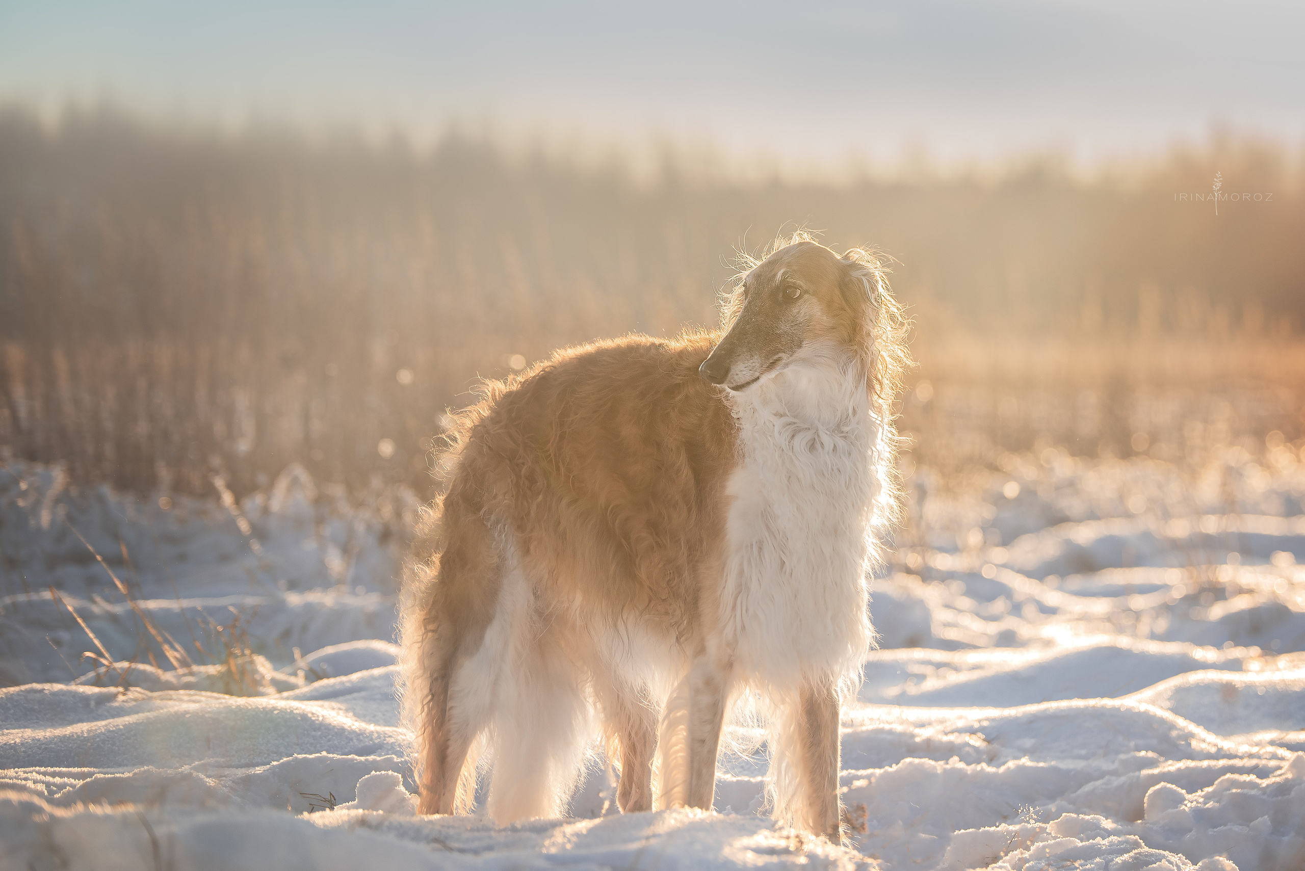 Русская псовая борзая. Семейный фотограф в Санкт-Петербурге Ирина Мороз