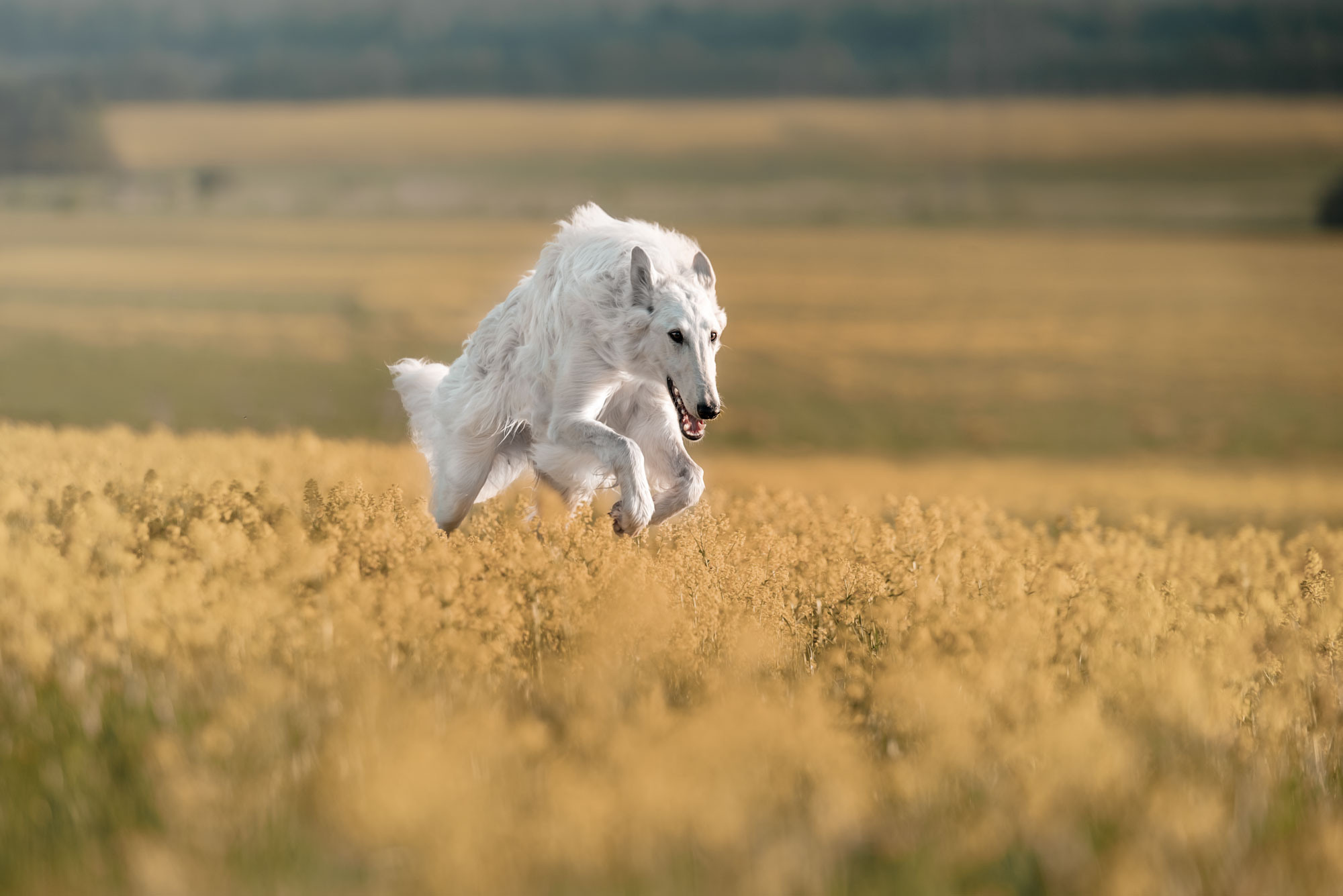 Русская псовая борзая. Семейный фотограф в Санкт-Петербурге Ирина Мороз