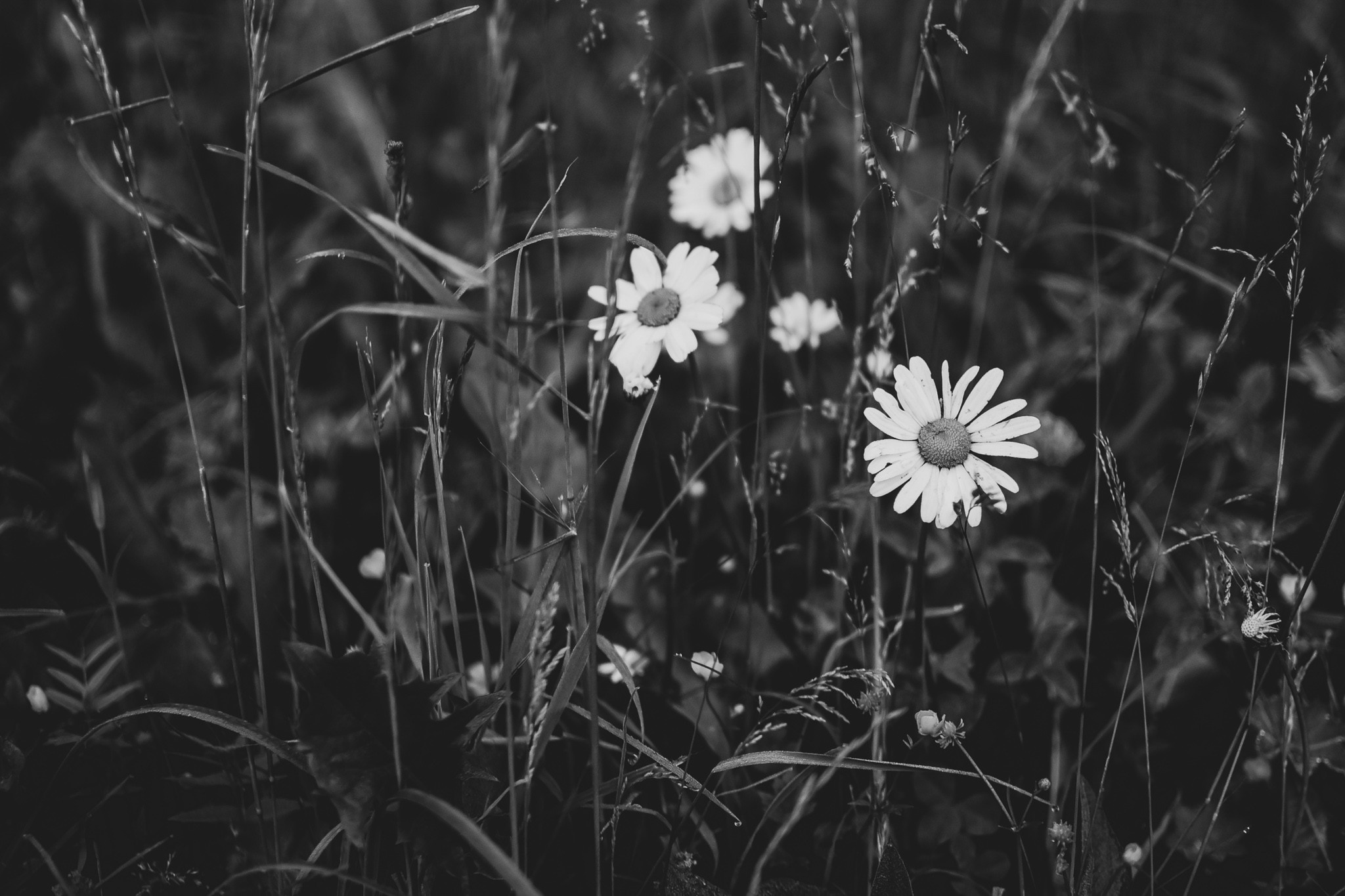 Расссвет в Псковской области. Семейный фотограф в Санкт-Петербурге Ирина Мороз