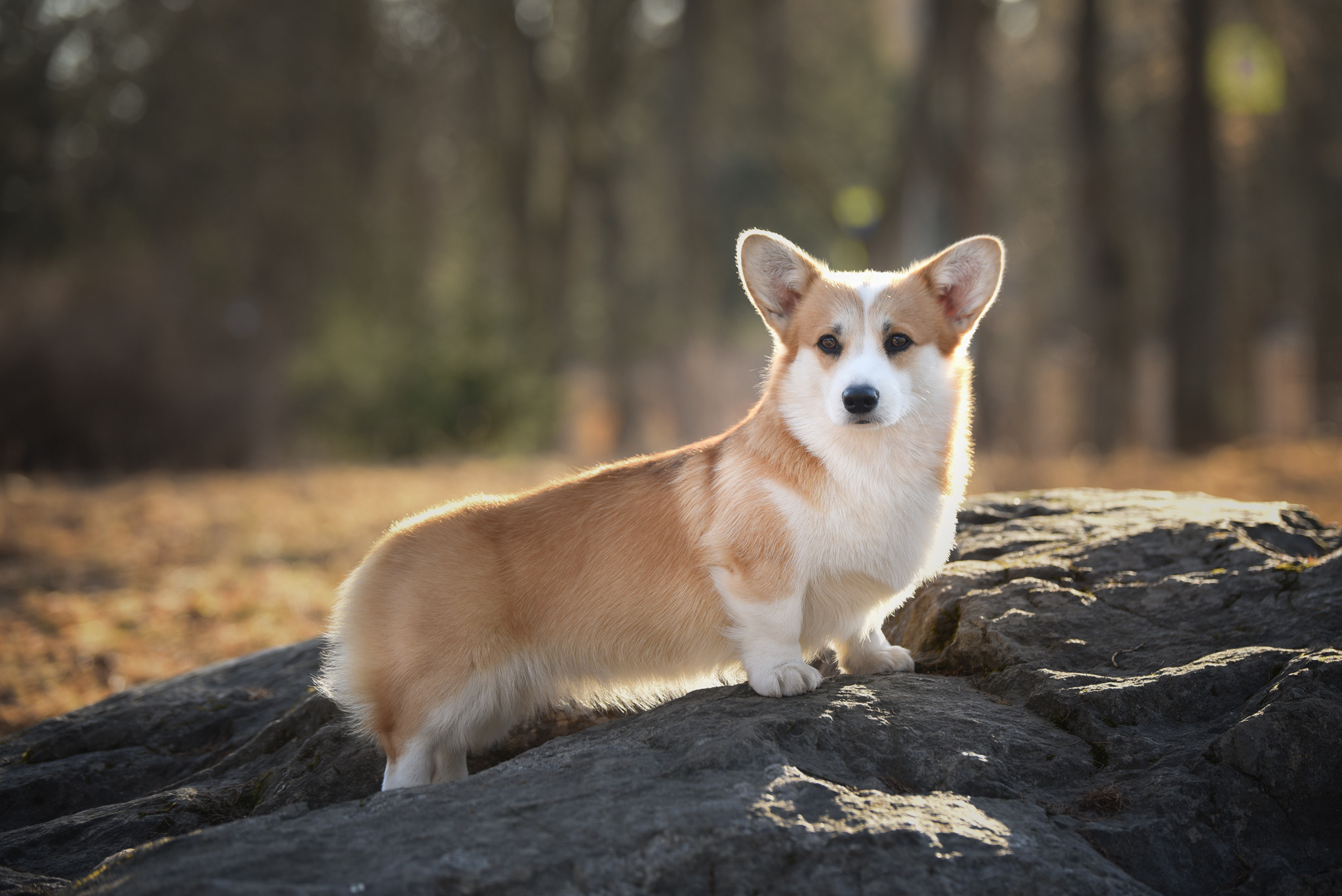 Любимая порода. Семейный фотограф в Санкт-Петербурге Ирина Мороз
