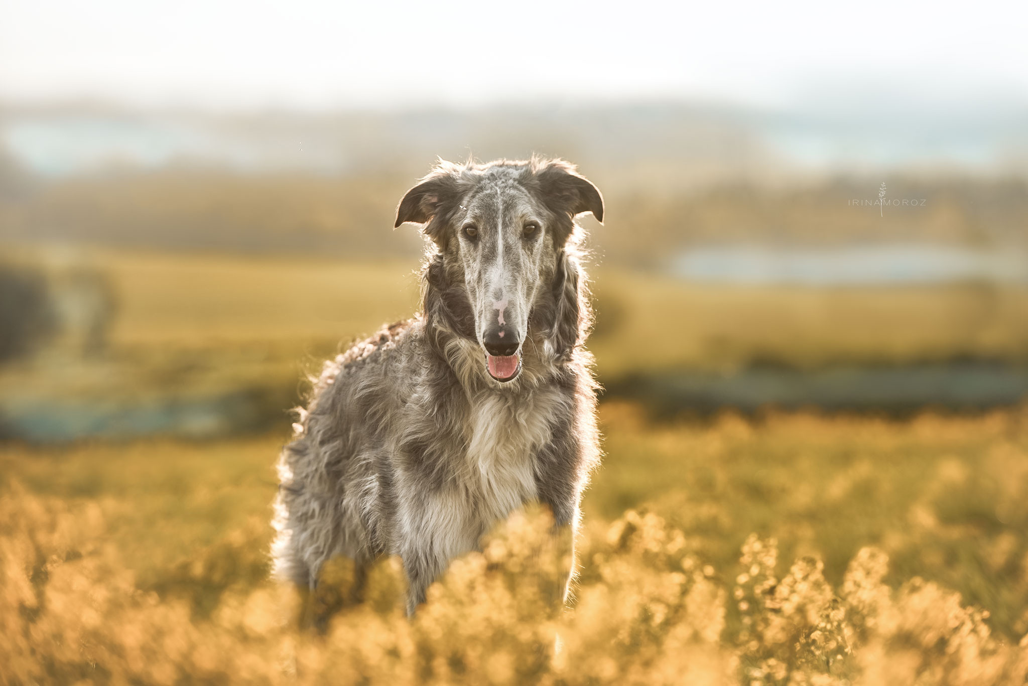 Русская псовая борзая. Семейный фотограф в Санкт-Петербурге Ирина Мороз