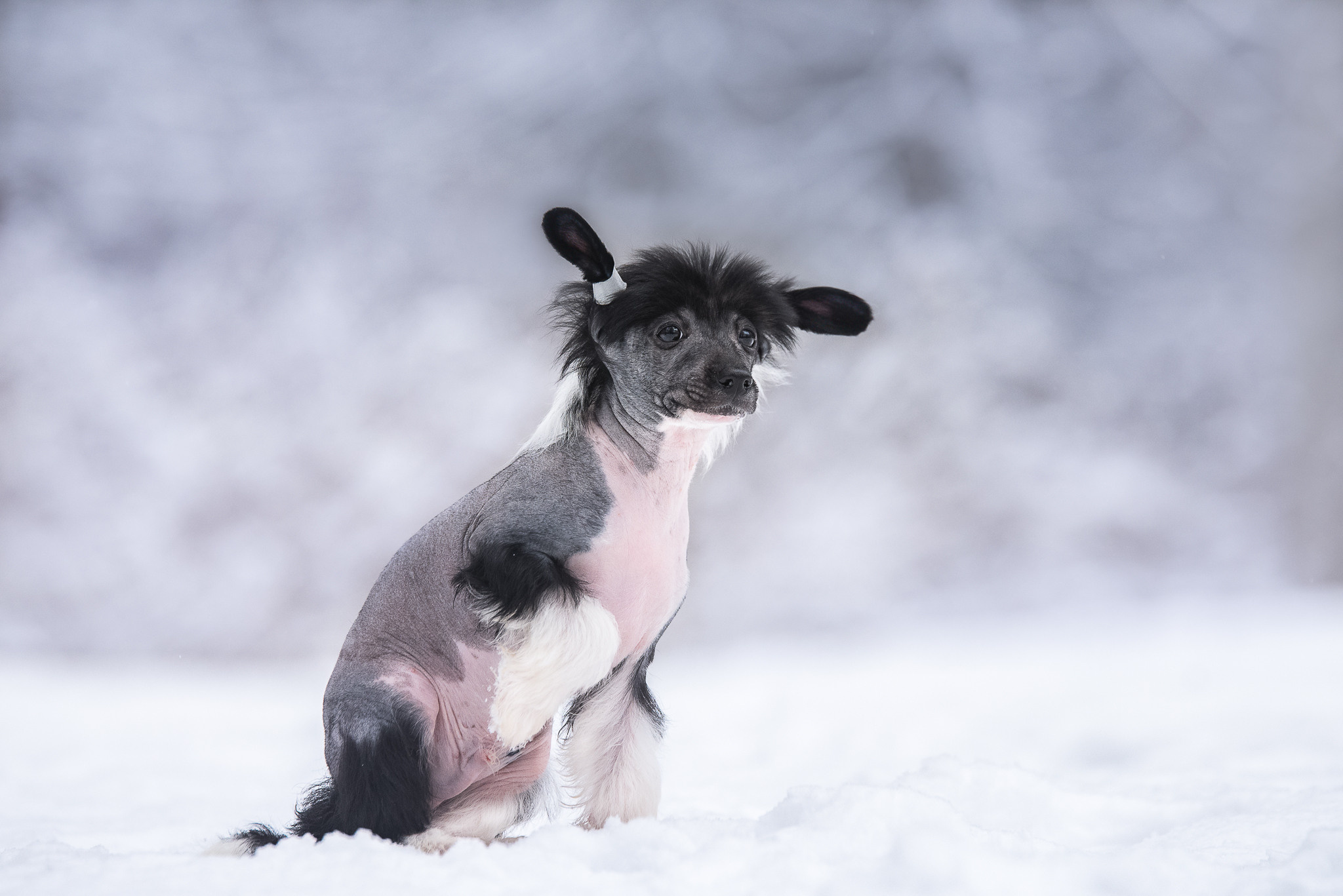 Щенки. Семейный фотограф в Санкт-Петербурге Ирина Мороз