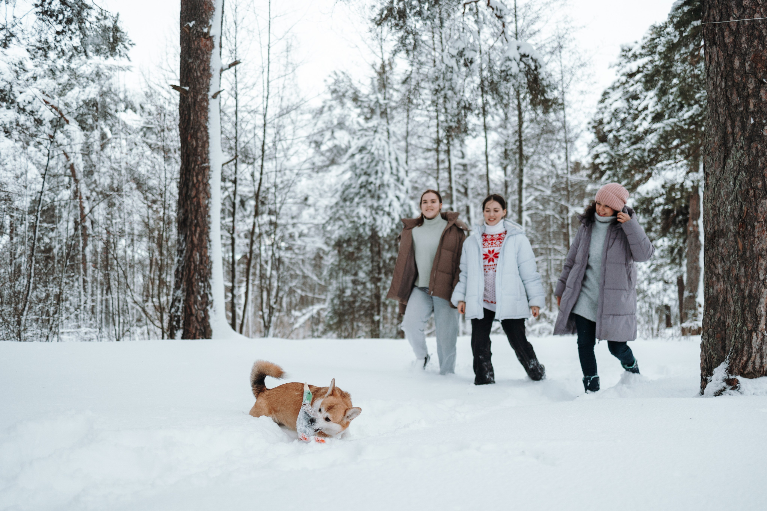 Оливка и ее семья. Фотограф — Анималист | Санкт-Петербург
