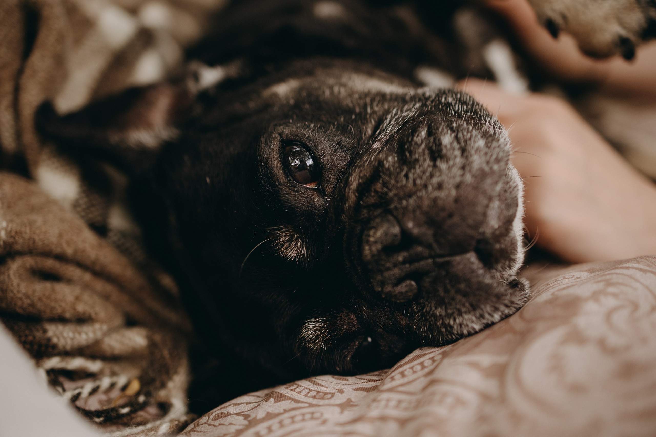 Софа и ее хвостики. Фотограф — Анималист | Санкт-Петербург