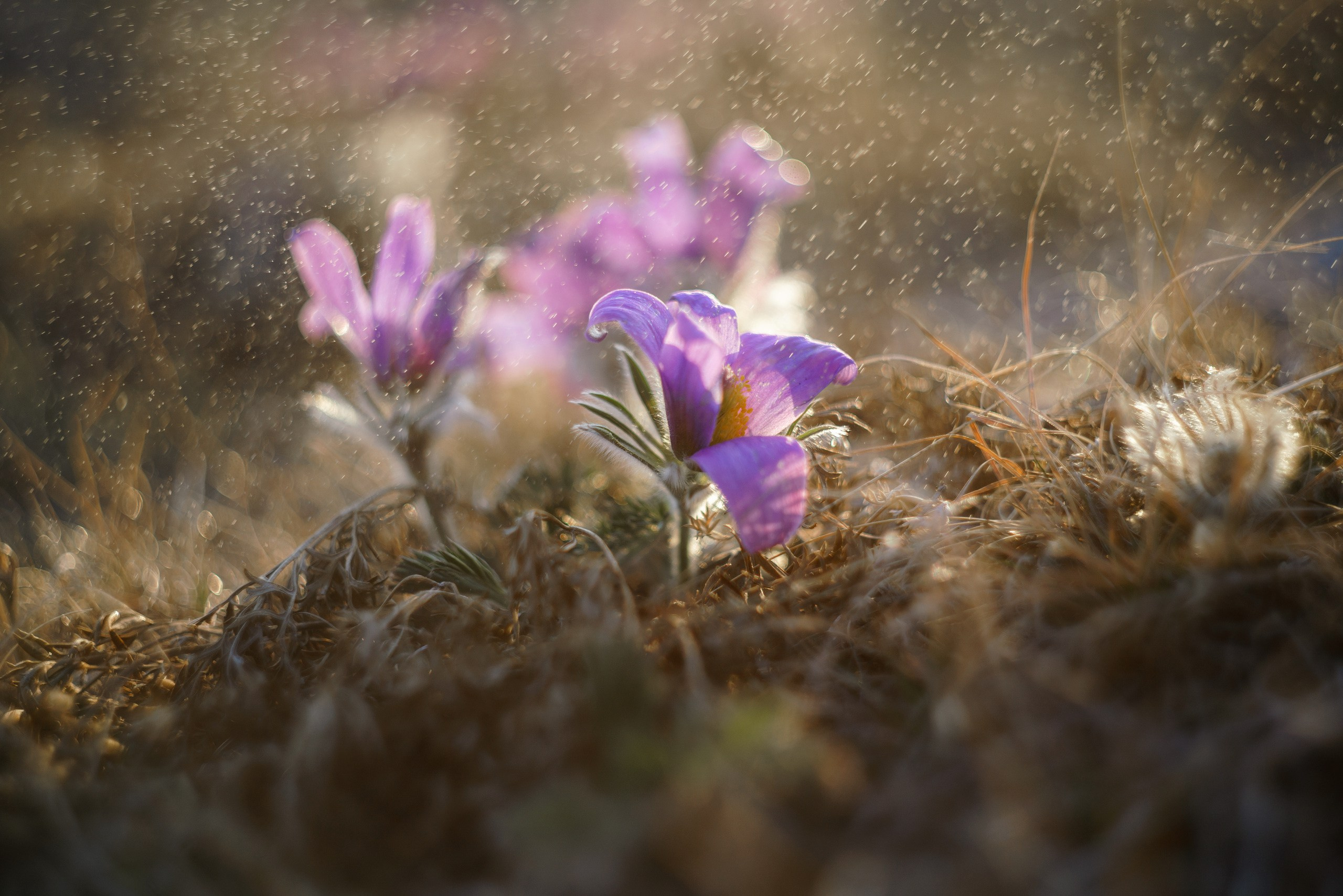 Хакасия. Фотограф в Красноярске Нерозя Александр. Пейзаж, природа, портрет