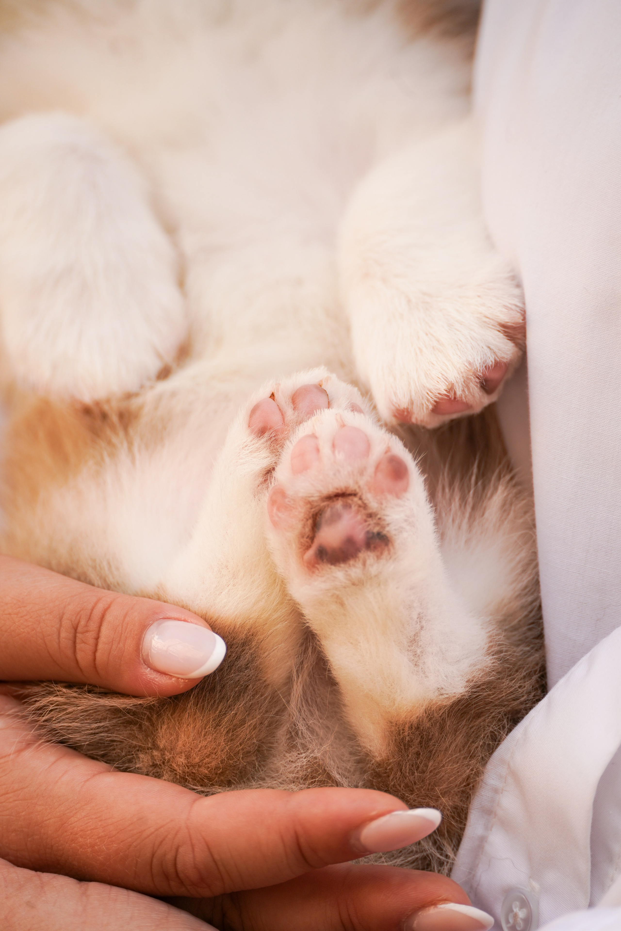 Корги. Фотограф-анималист Анастасия Большакова