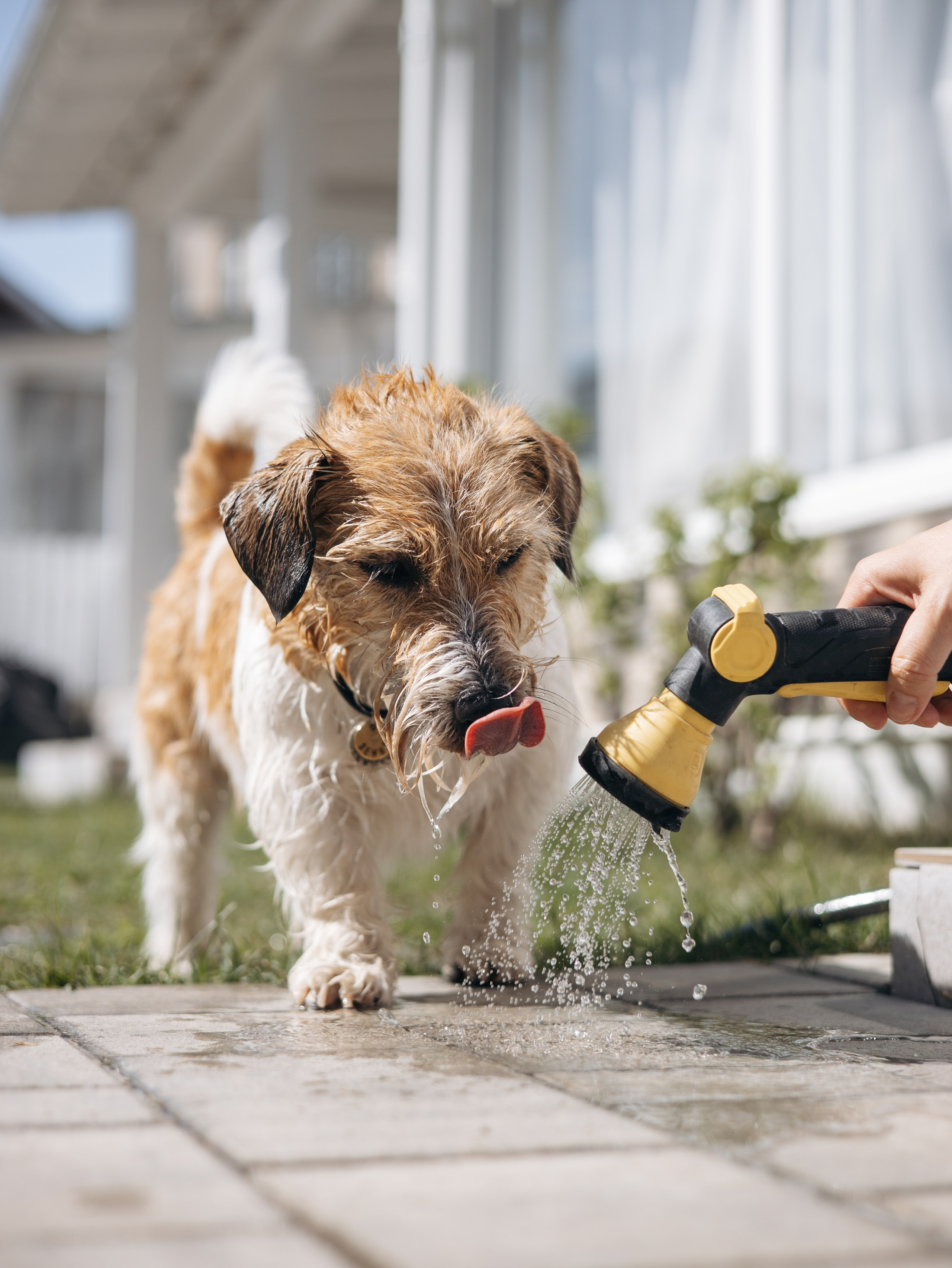 День рождение Зенита. Фотограф-анималист в Москве Кириллова Татьяна