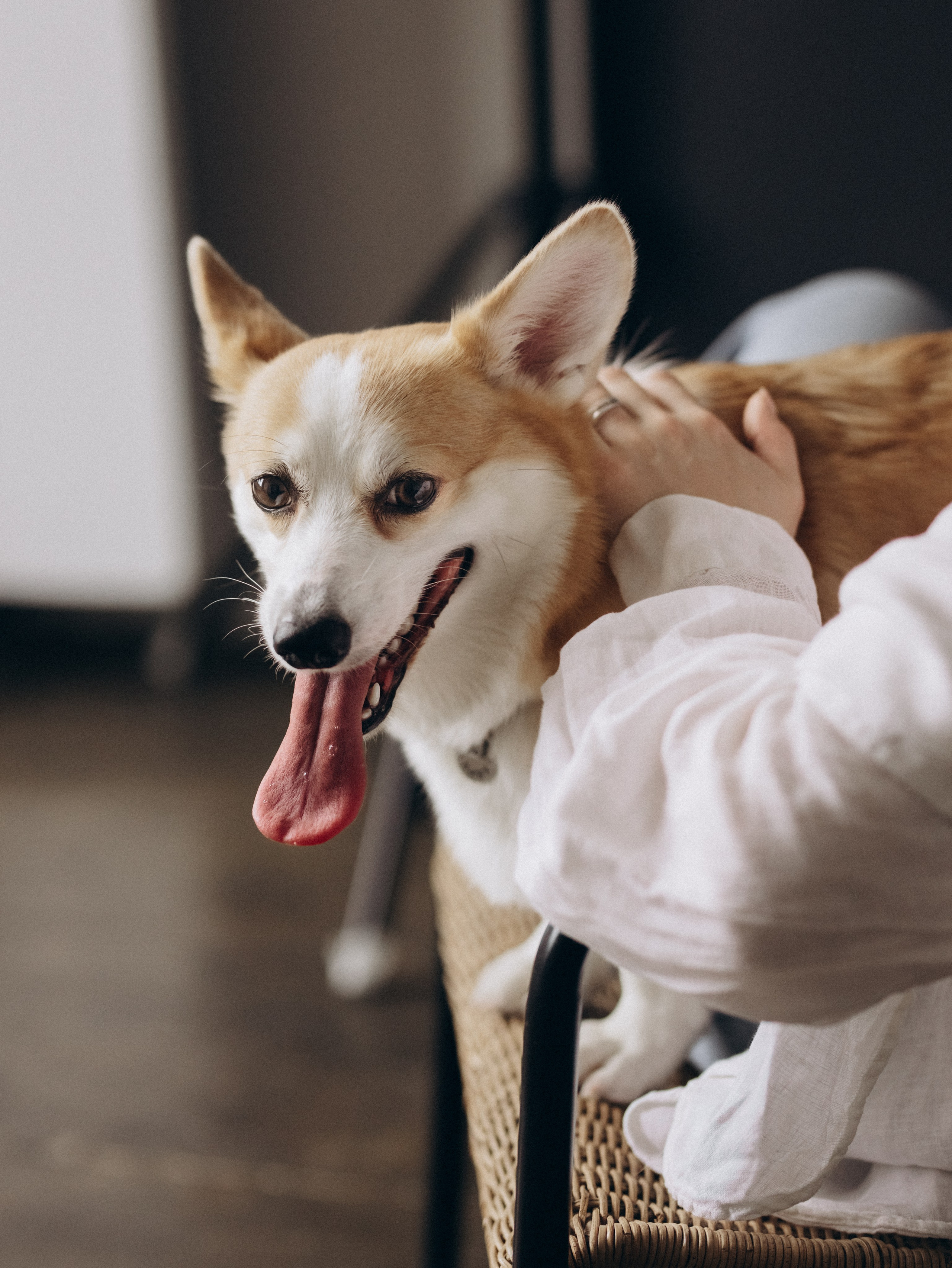 Оливка и Ника. Фотограф-анималист в Москве Кириллова Татьяна