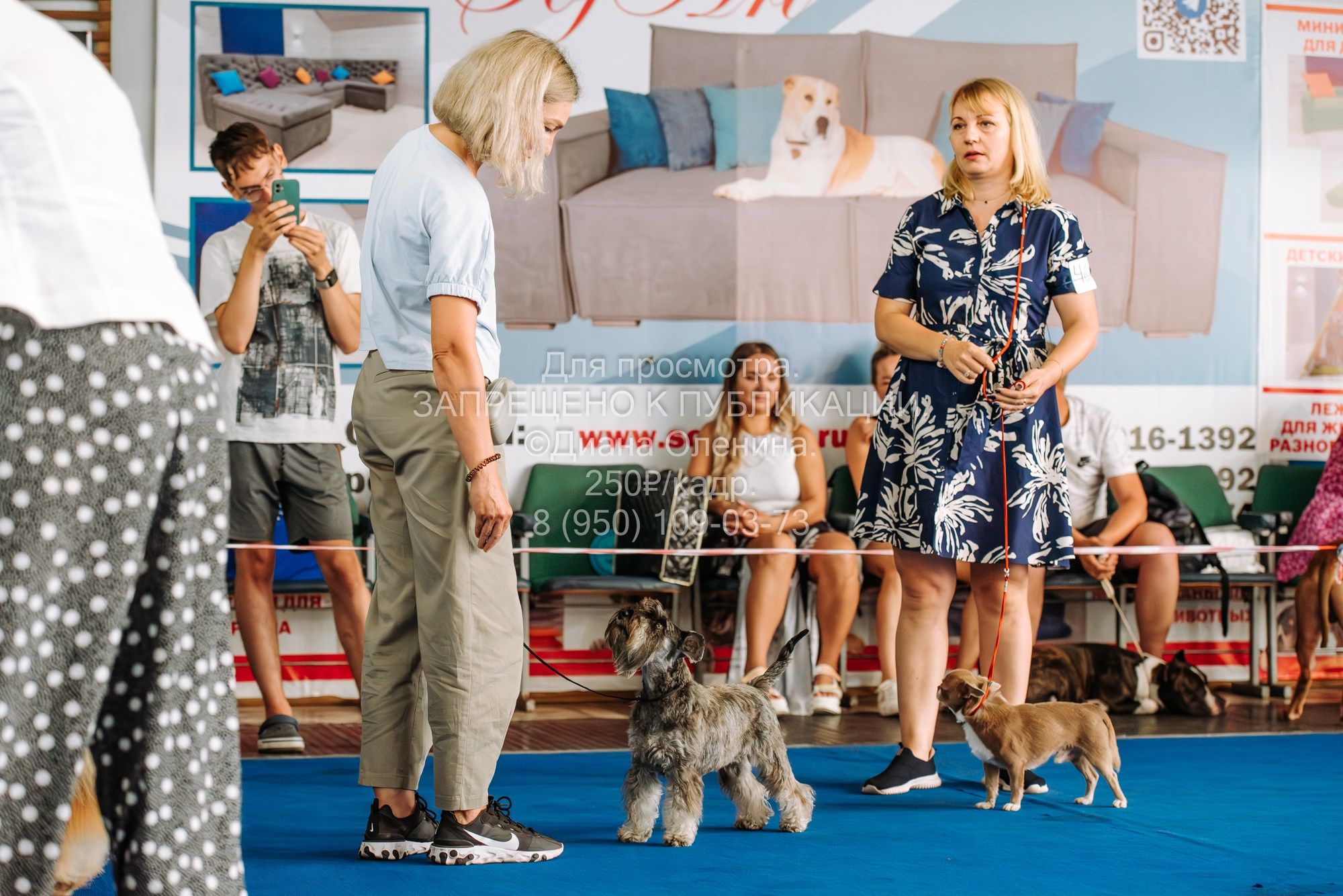 Национальная выставка собак всех пород ранга САС-IKU «Кубок Красноярск. Фотограф Диана Оленина Красноярск / Братск