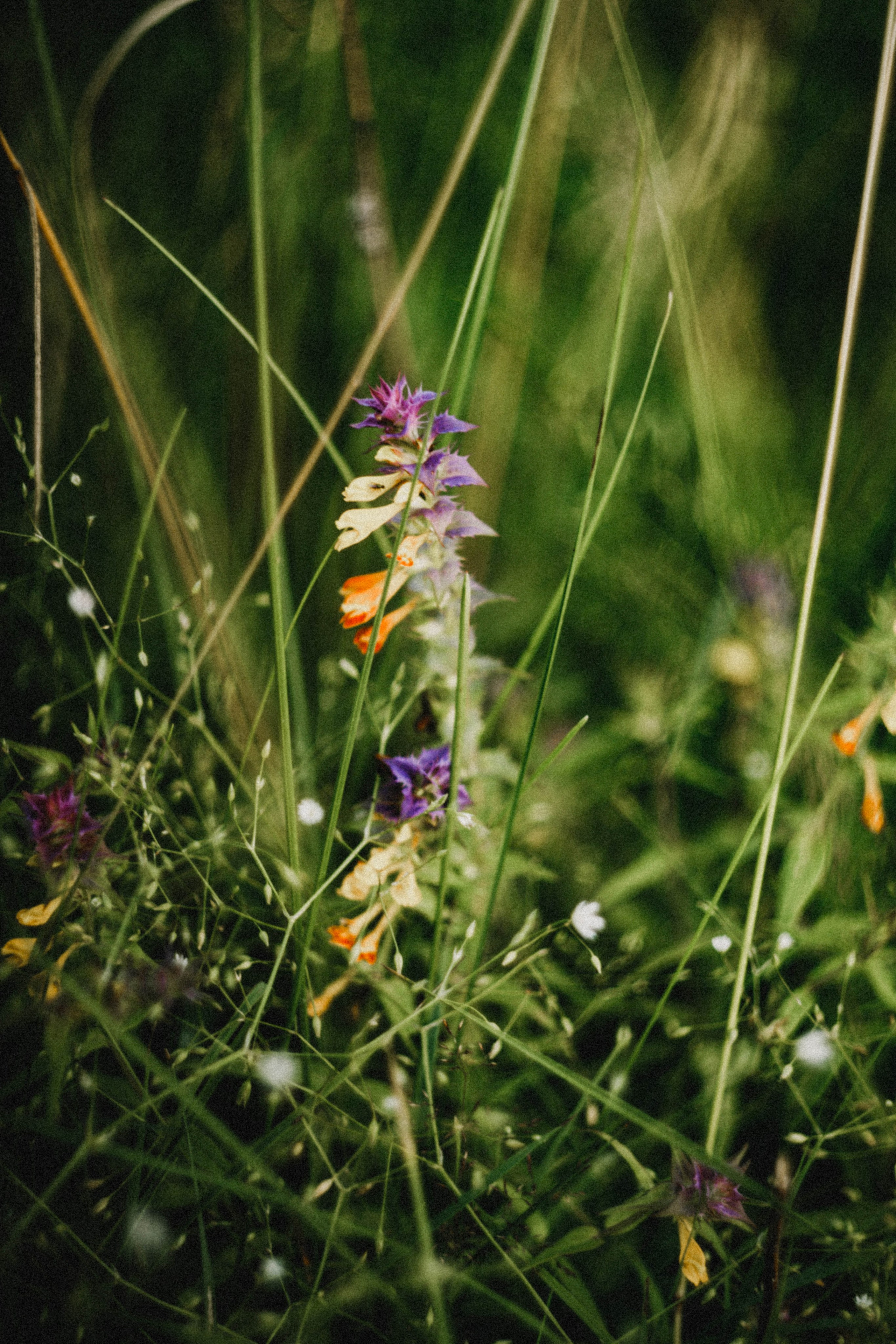 Ирина. Закат. Поле. Фотограф в Нижнем Новгороде