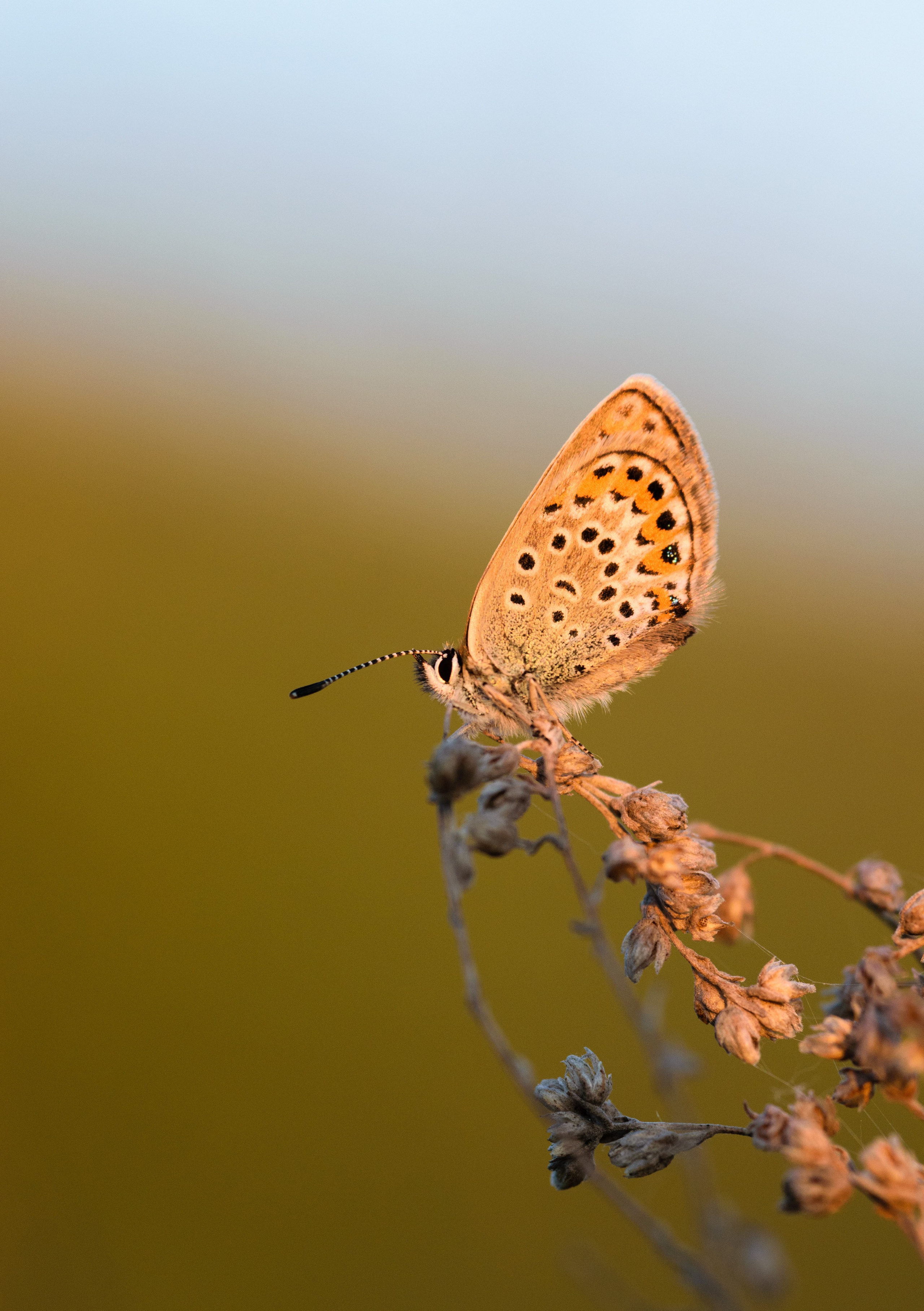 Бабочки. Фотограф Вадим Хмурковский