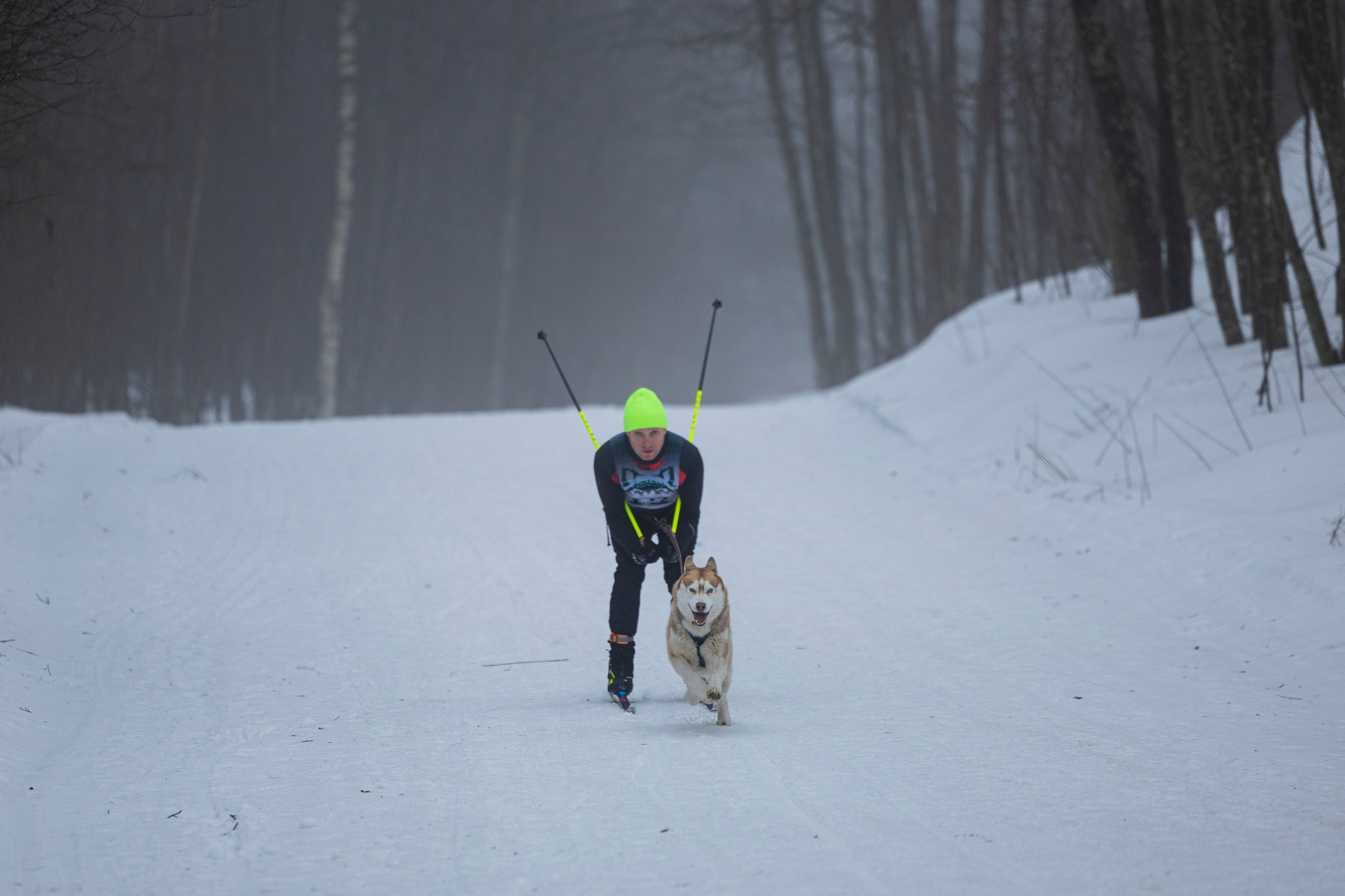 Зимний Чемпионат Санкт-Петербурга по ездовому спорту. Фотограф-анималист Анна Маринич
