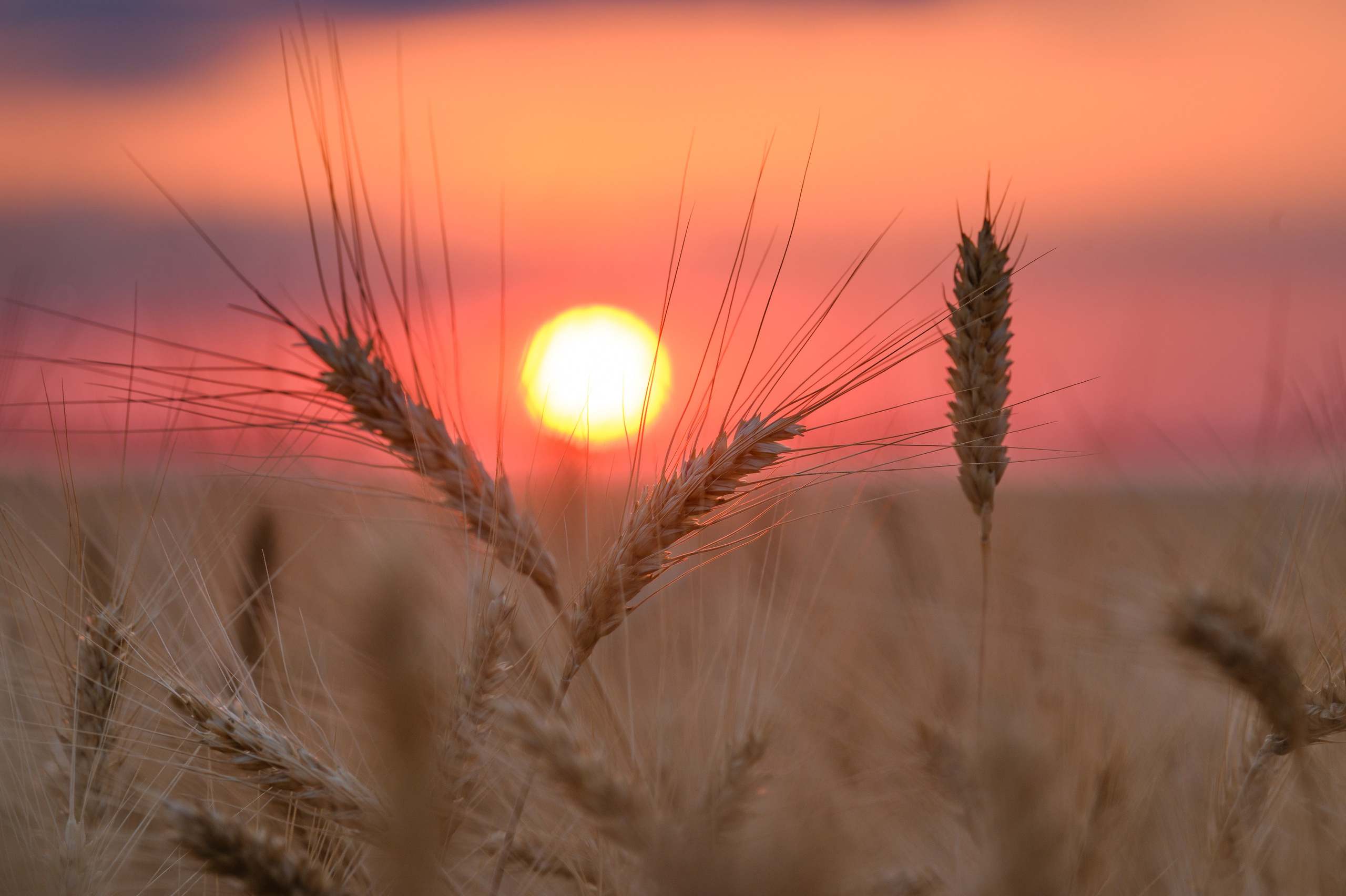 Проекты. Профессиональный фотограф Вячеслав Плацында | Липецк |