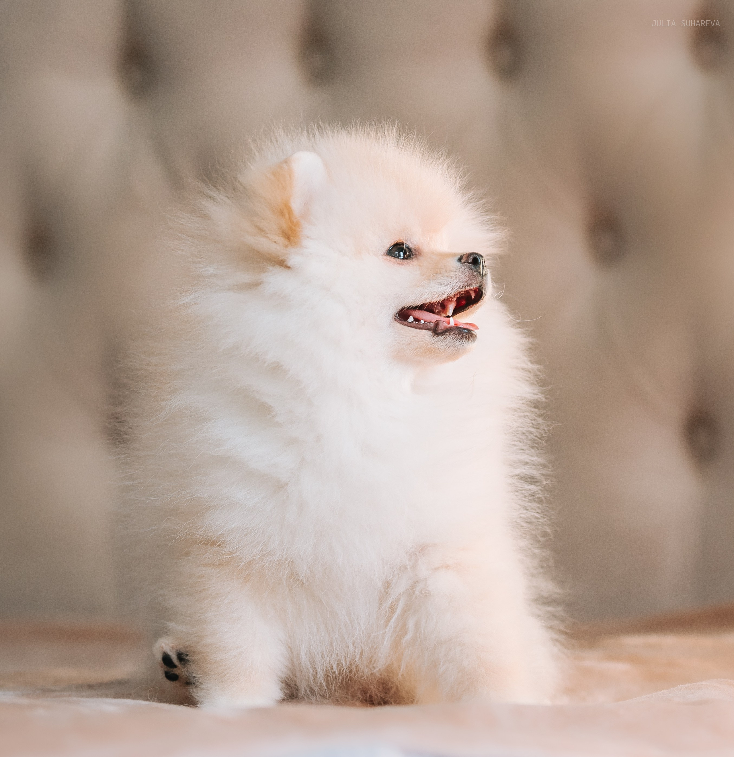 Шпицы дома. Главная