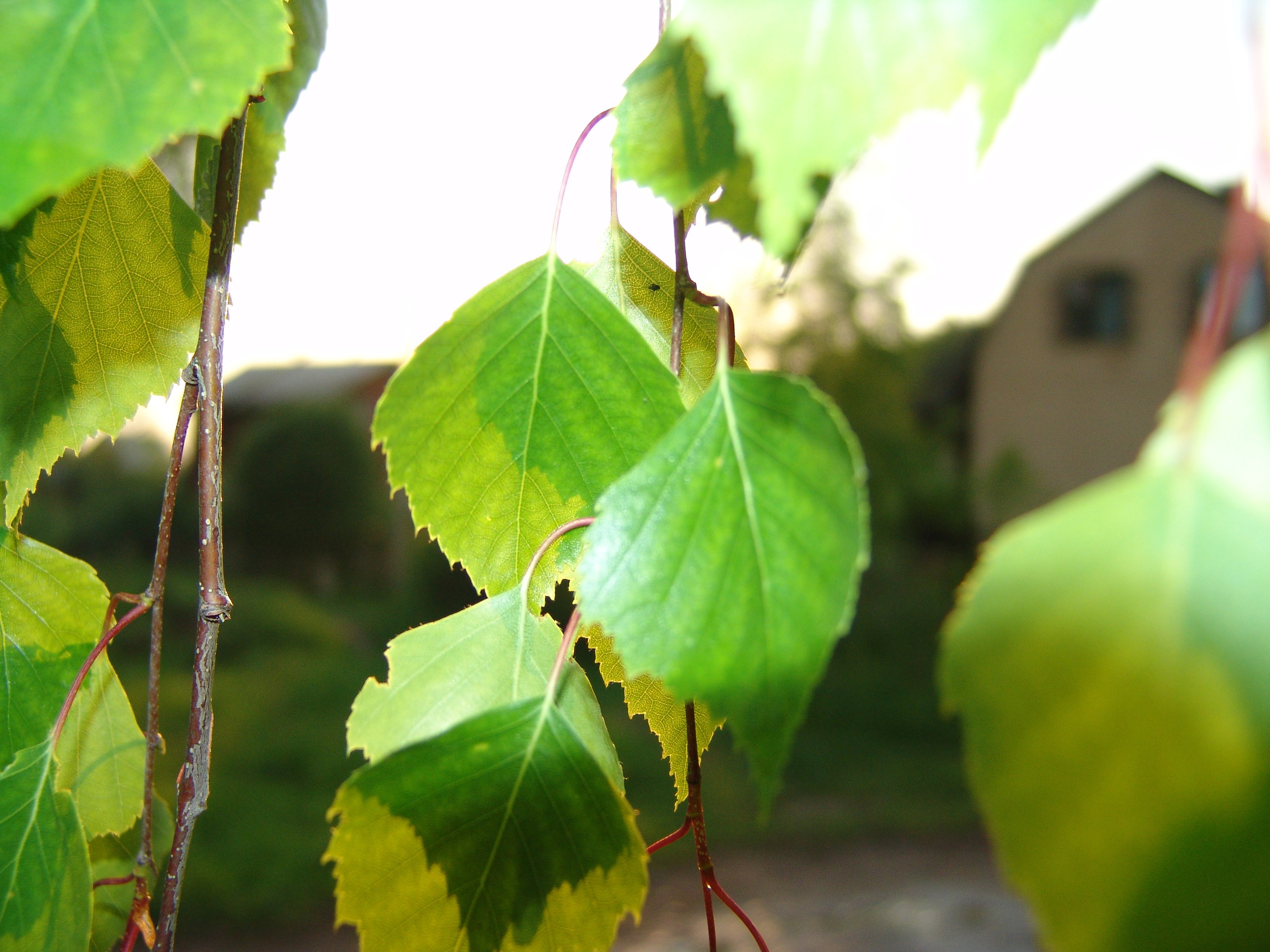 Приезд КС 2005. Заставка