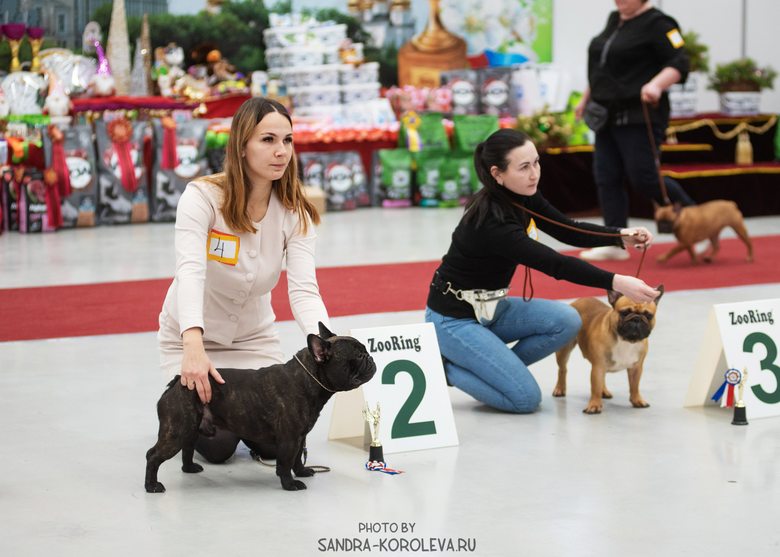 Выставка собак тюмень 10.12.2022. Дог-фотограф в Тюмени Александра Королева
