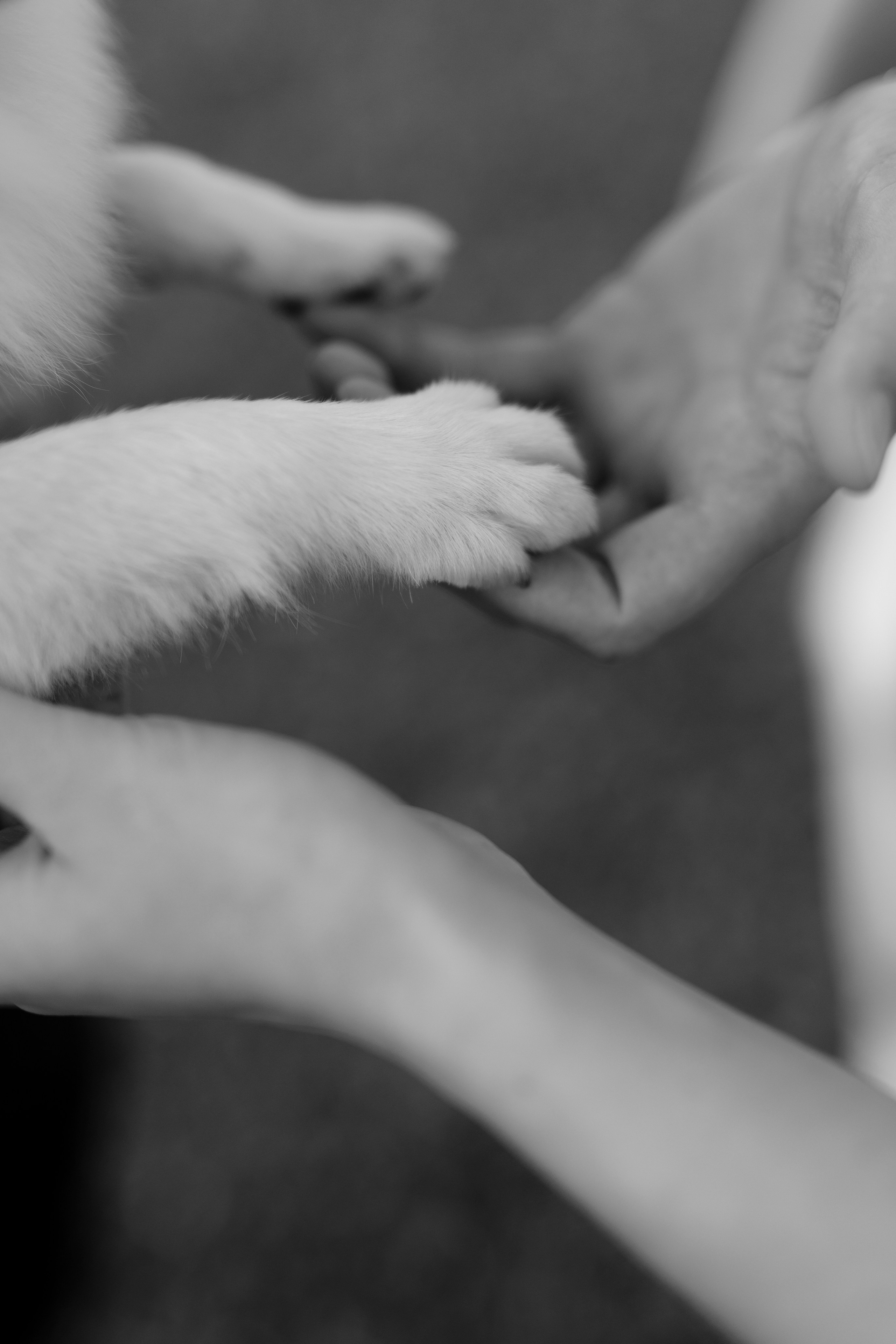 Свадьба Никиты и Анны. Фотограф Кольчугино/Владимир/Москва Елизавета Иода