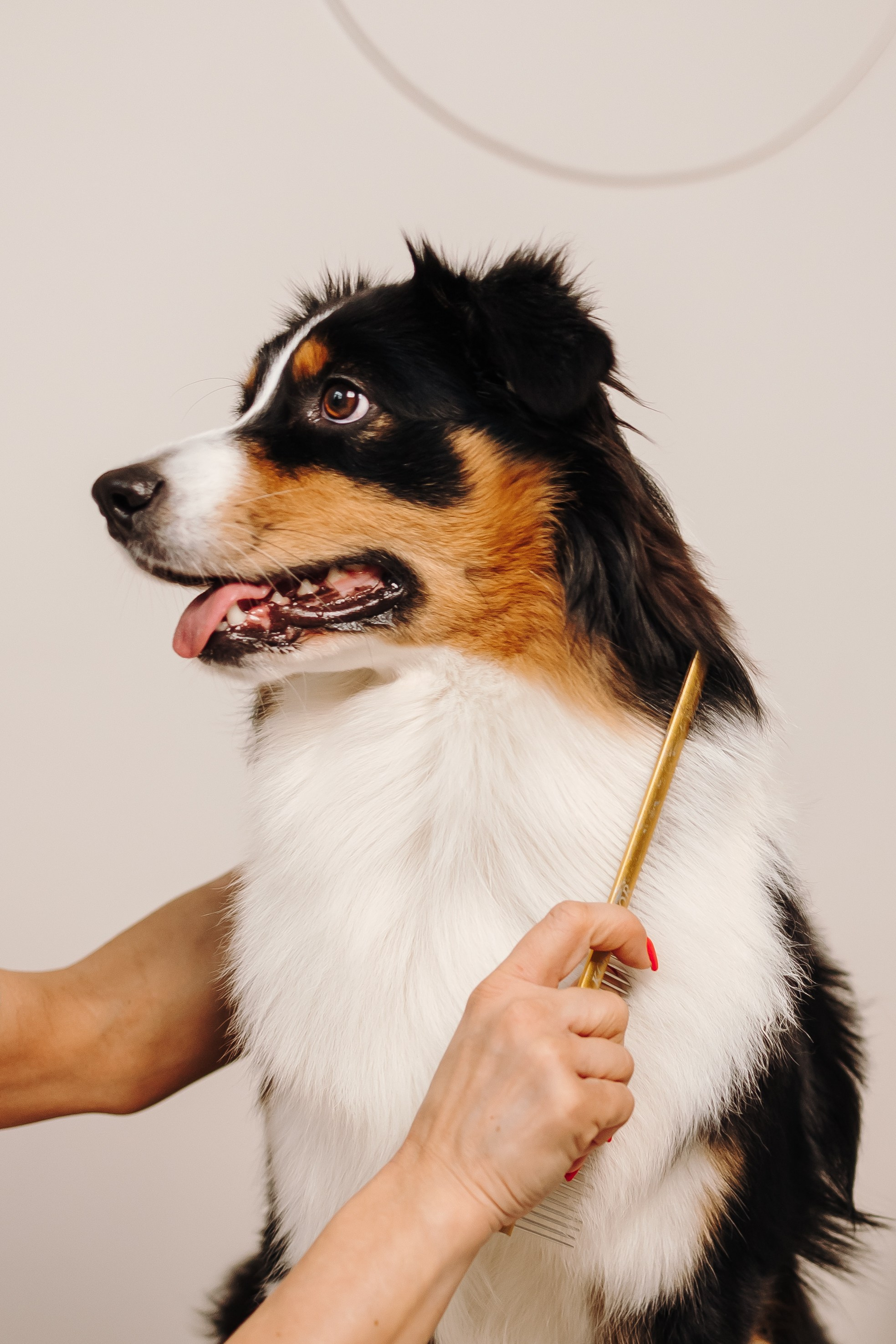 Груминг. Фотограф-анималист в Санкт-Петербурге Алина Яхонт