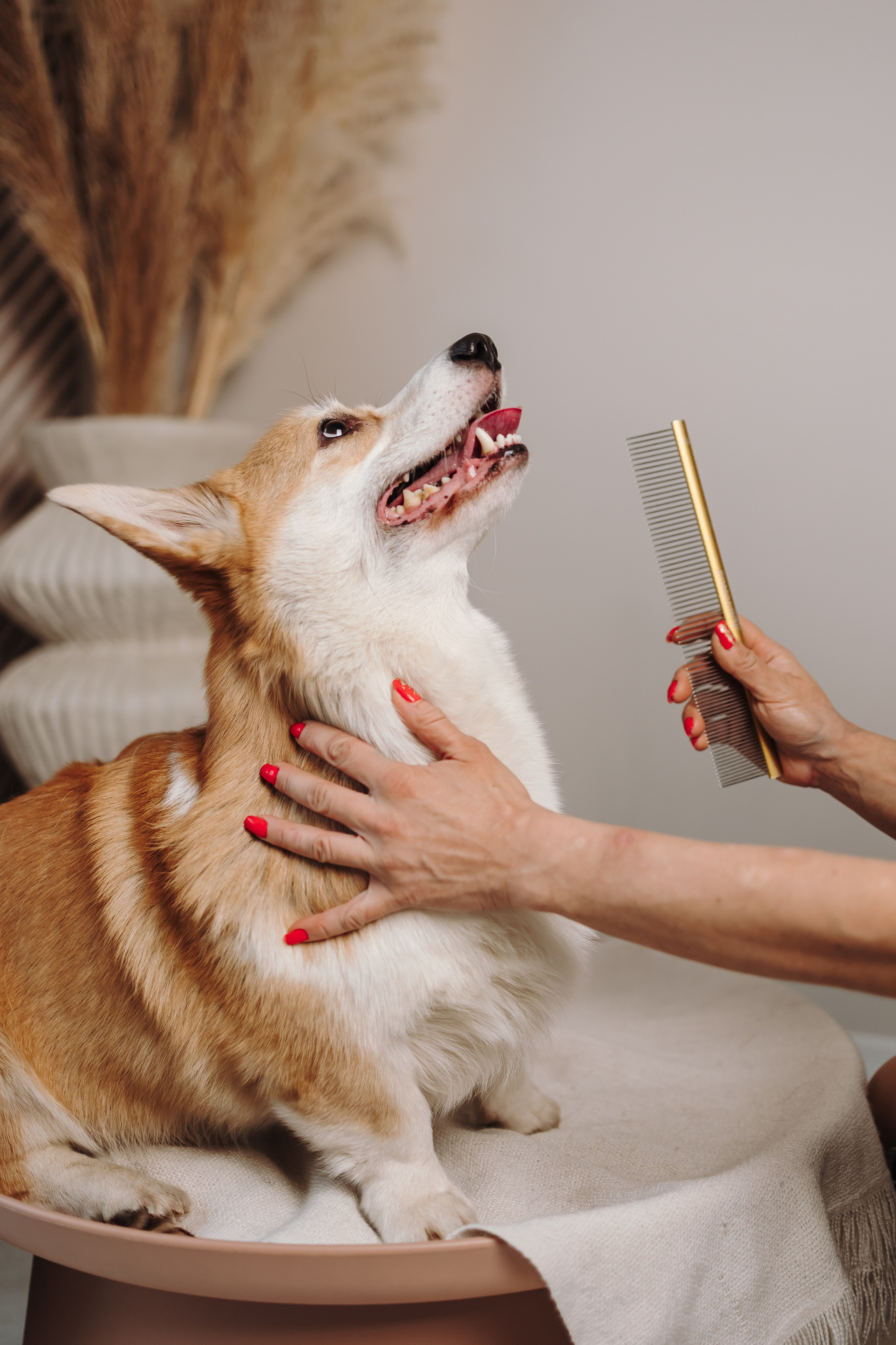 Груминг. Фотограф-анималист в Санкт-Петербурге Алина Яхонт