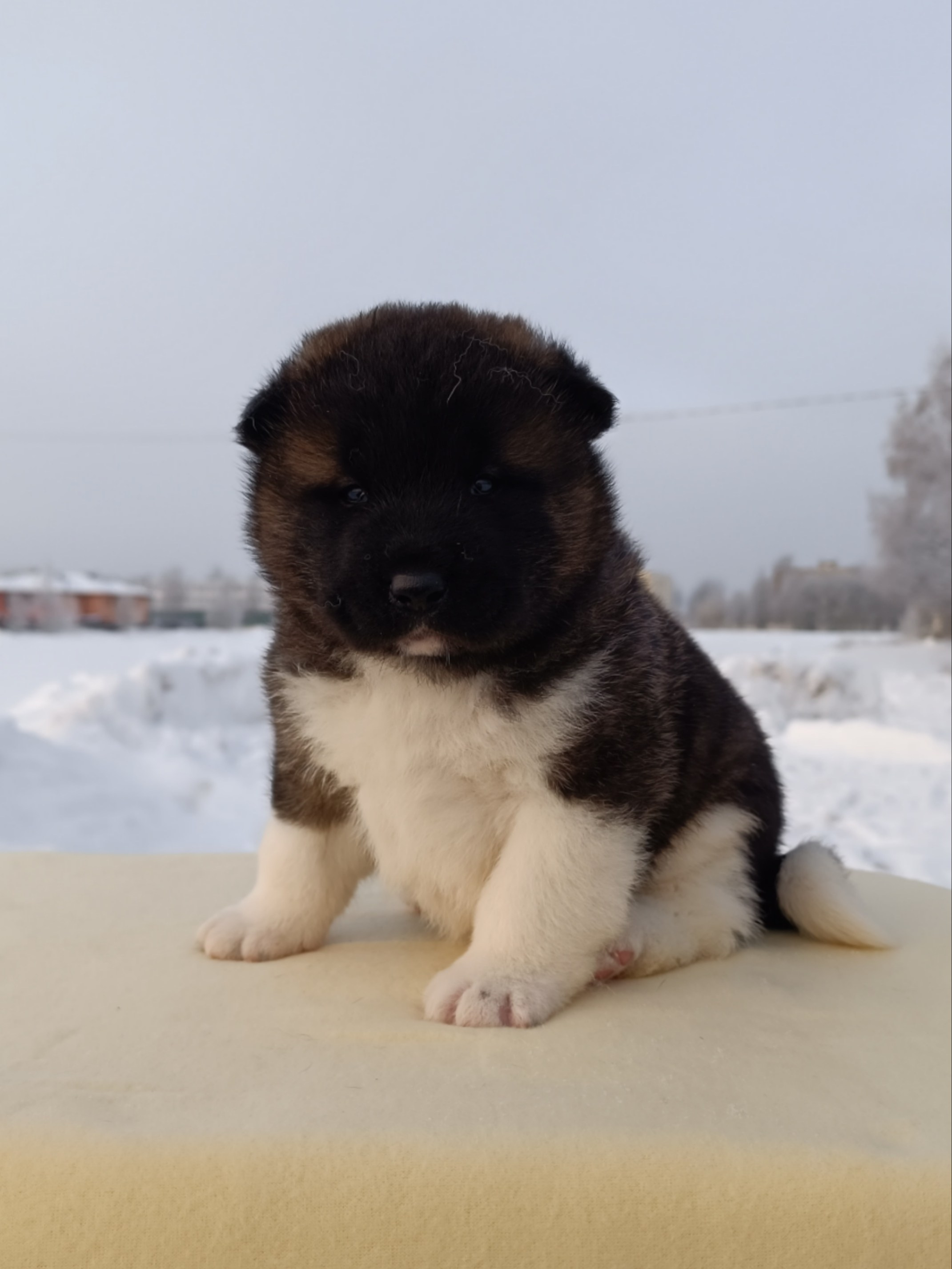 Rubylight Ctsar'. Американская акита I Сиба ину I Питомник RUBYLIGHT