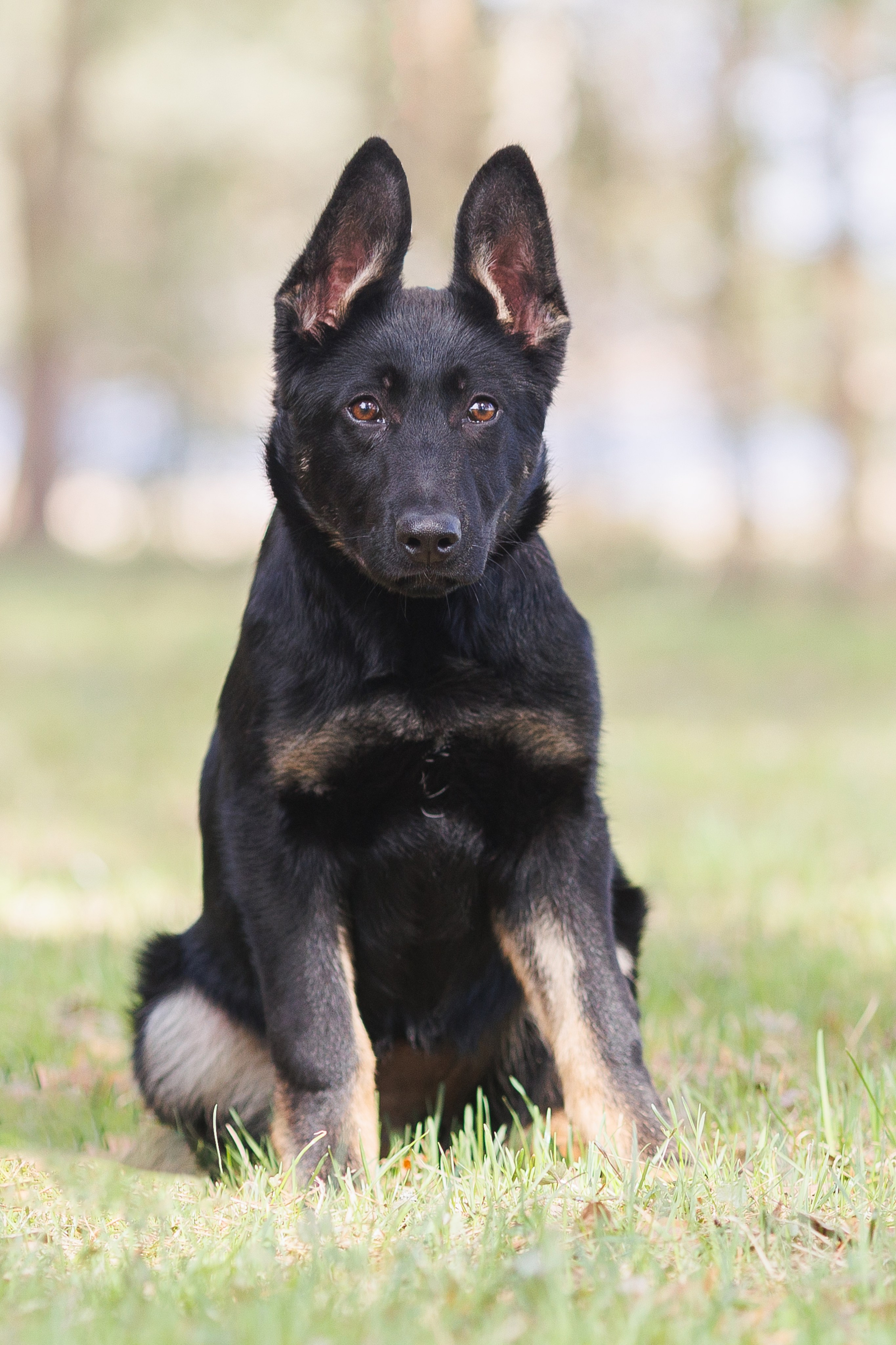 Фотосъемка собак для питомника немецких овчарок. Репортажный фотограф Борис Геер