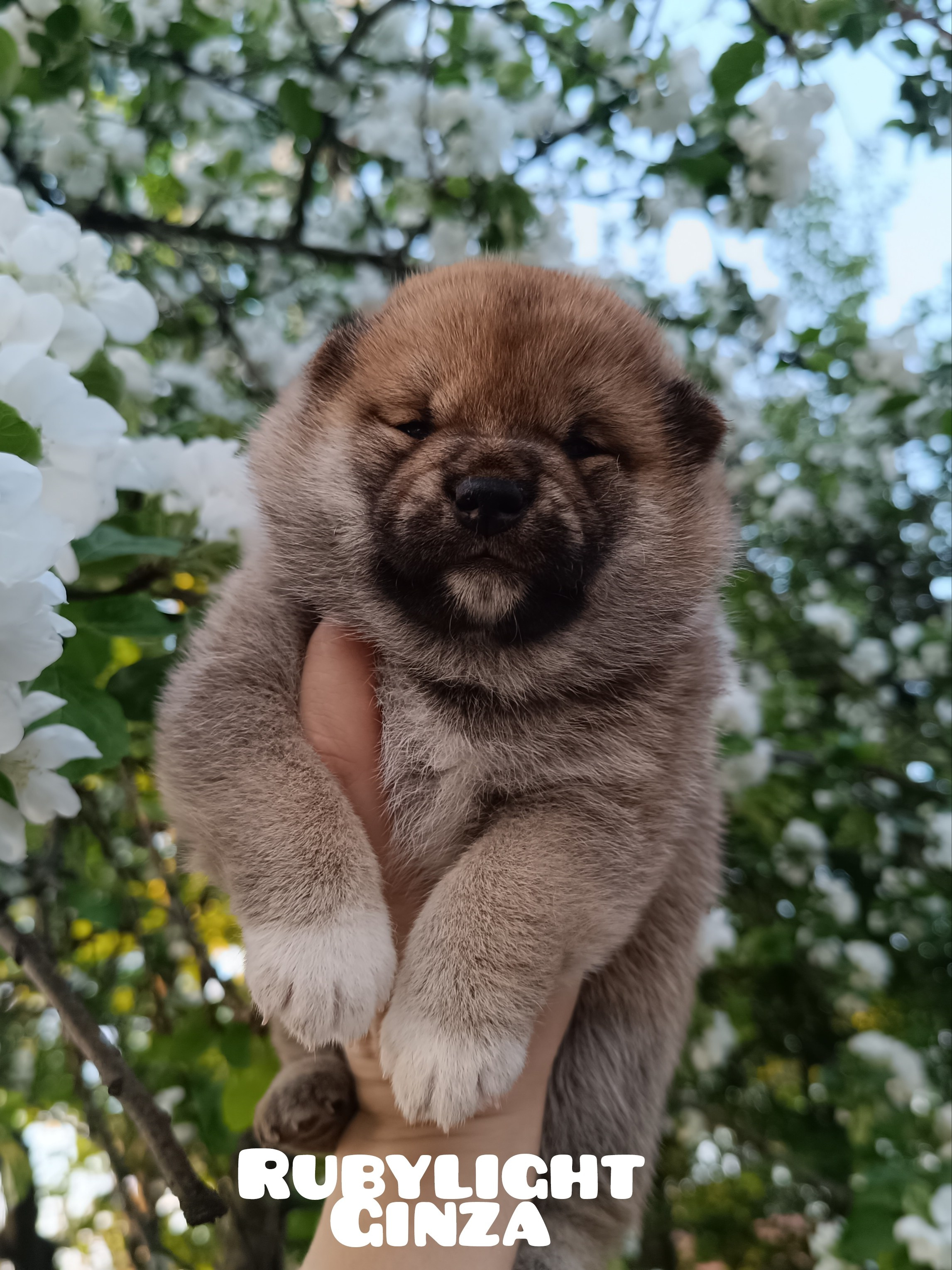 сиба питомник Рубилайт щенки на продажу rubylight  сиба щенки купить СПб Санкт-Петербург 