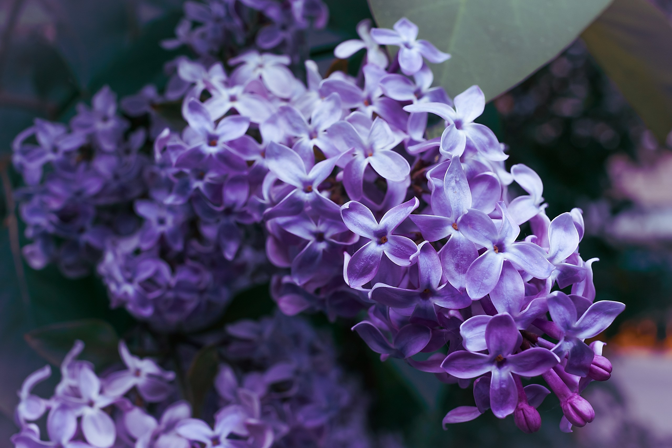 Великое в Малом. Аmat Victoria Сuram