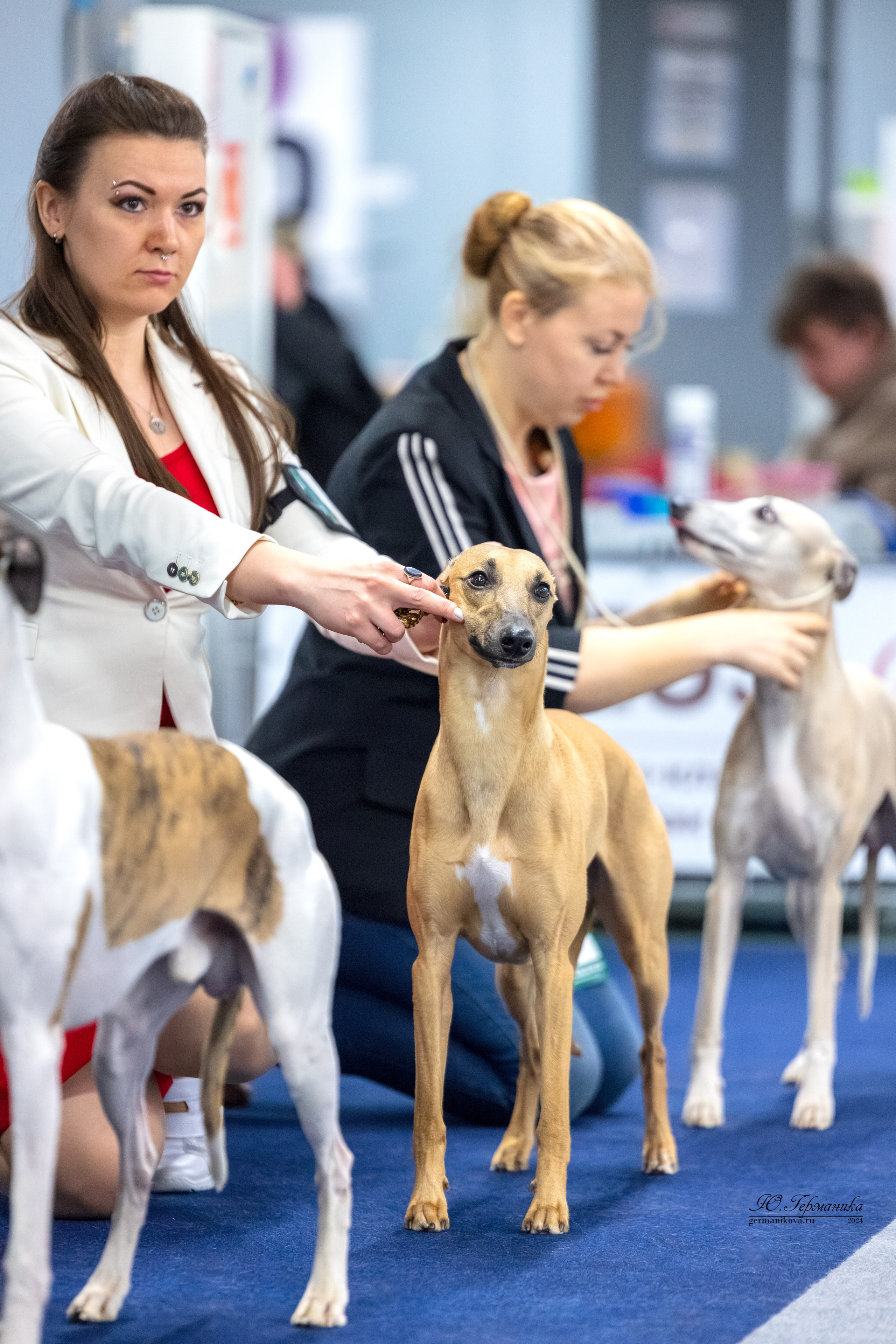 Сфера 17.03.2024. Фотограф-анималист Юлия Германика