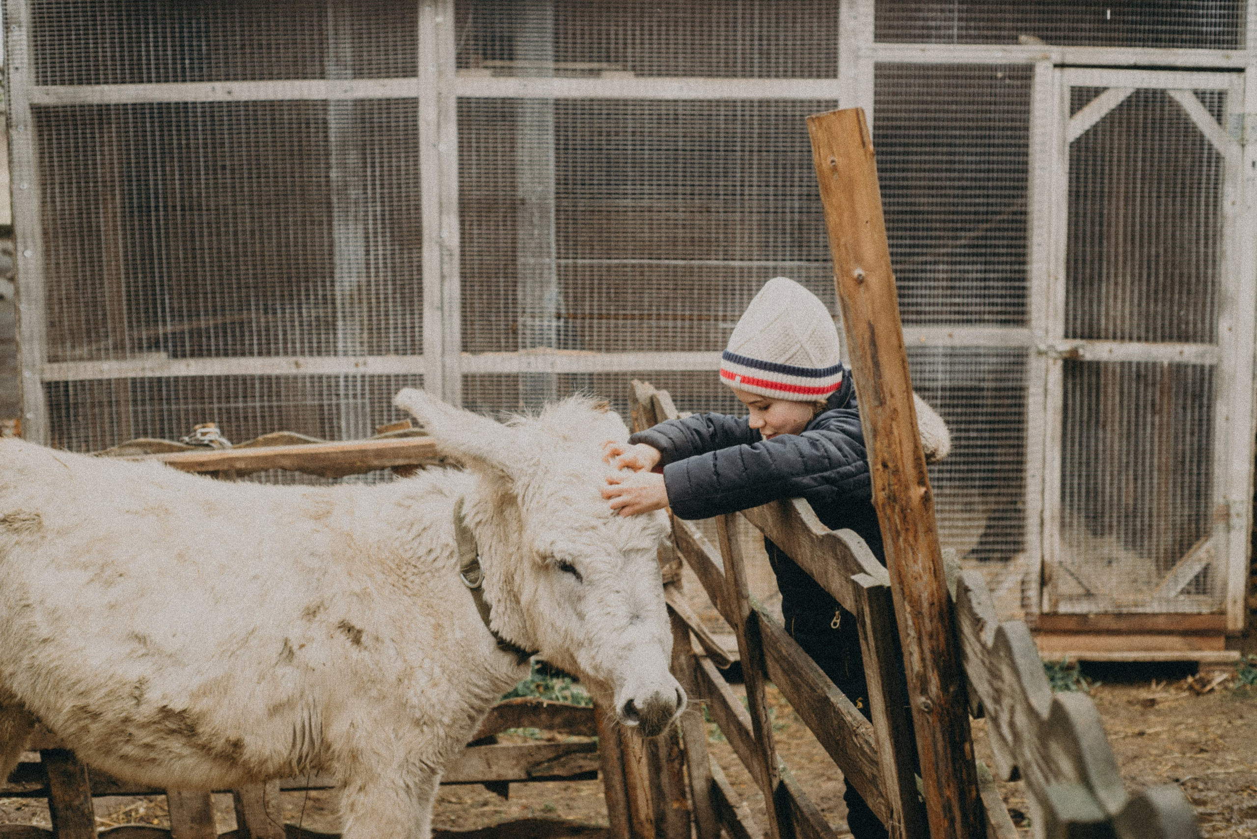 Сирин. Anita_photo