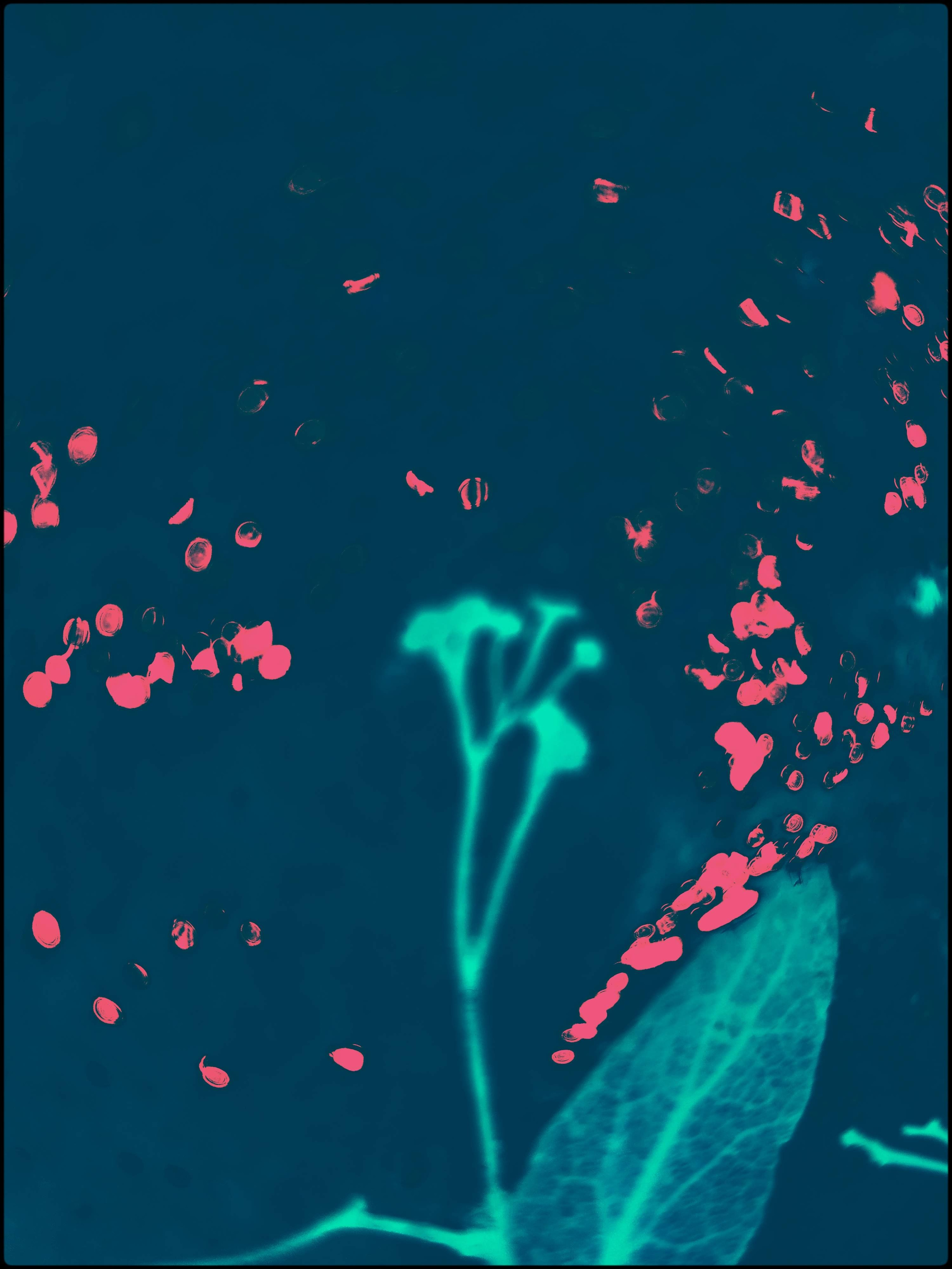 Malamoonki. Катерина Малама арт-фотограф