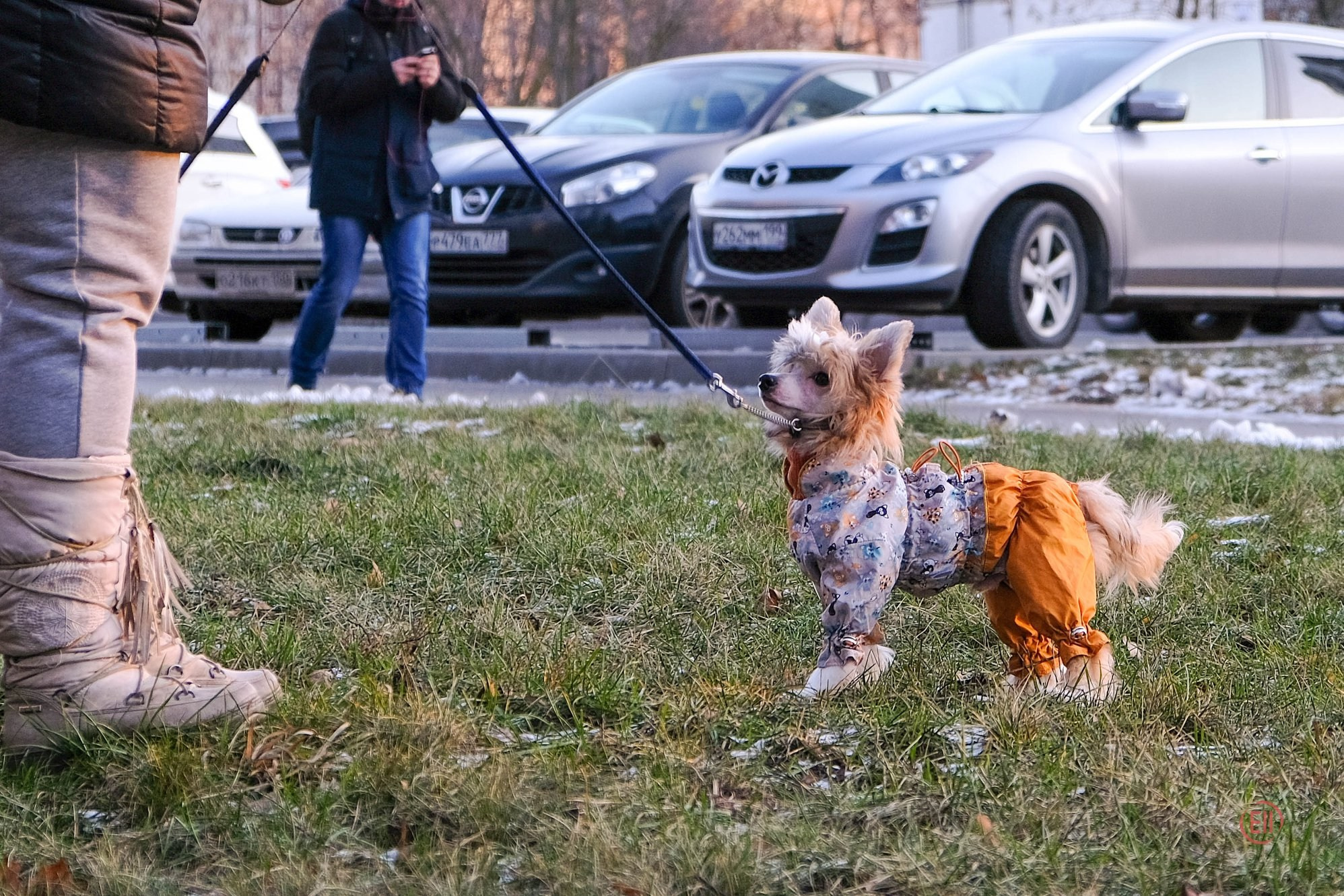 Poale Ell Chen. Chinese Crested Dog Kennel Poale Ell