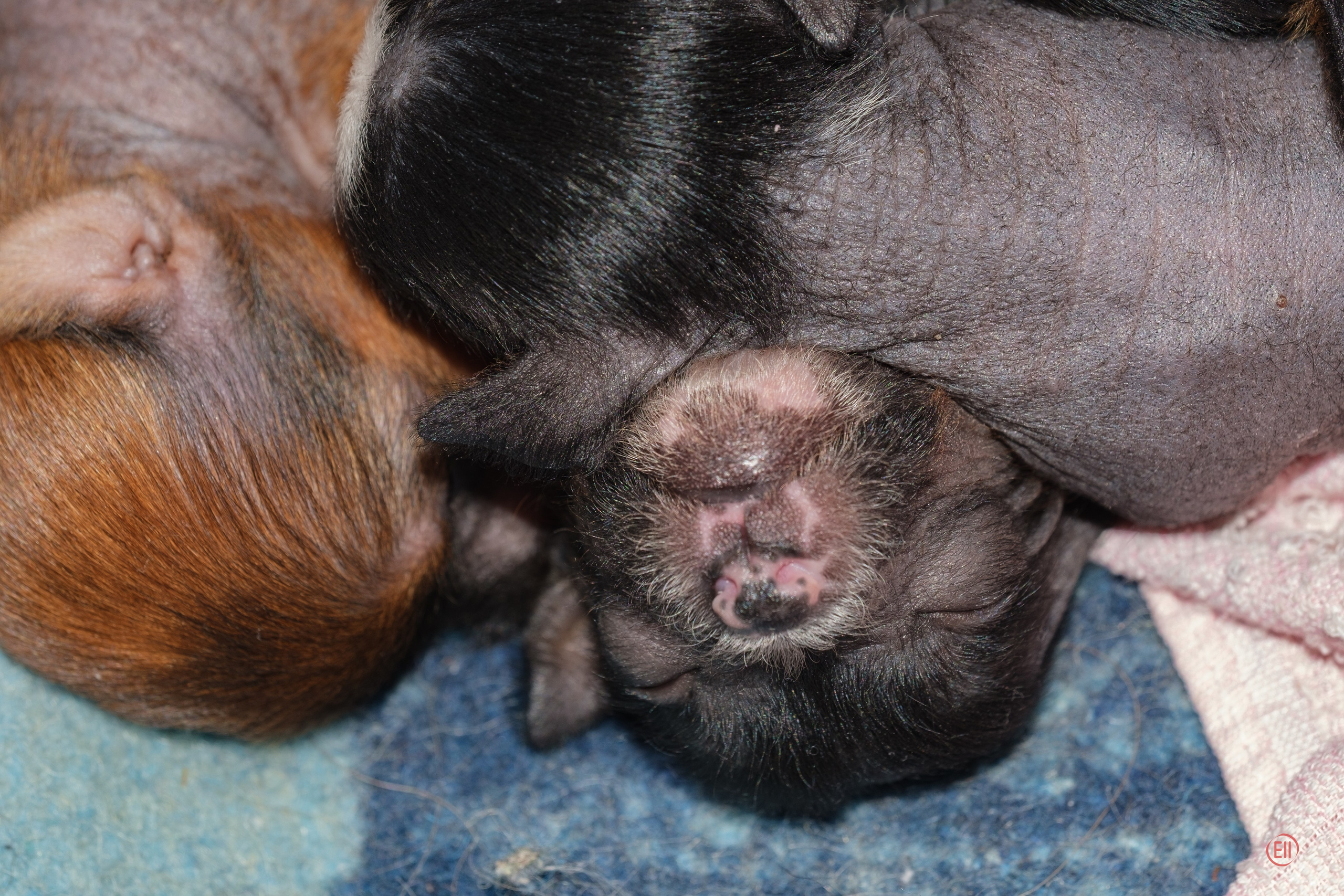 Litter V. Poale Ell Chinese Crested Dog Kennel: Buy a puppy from the kennel