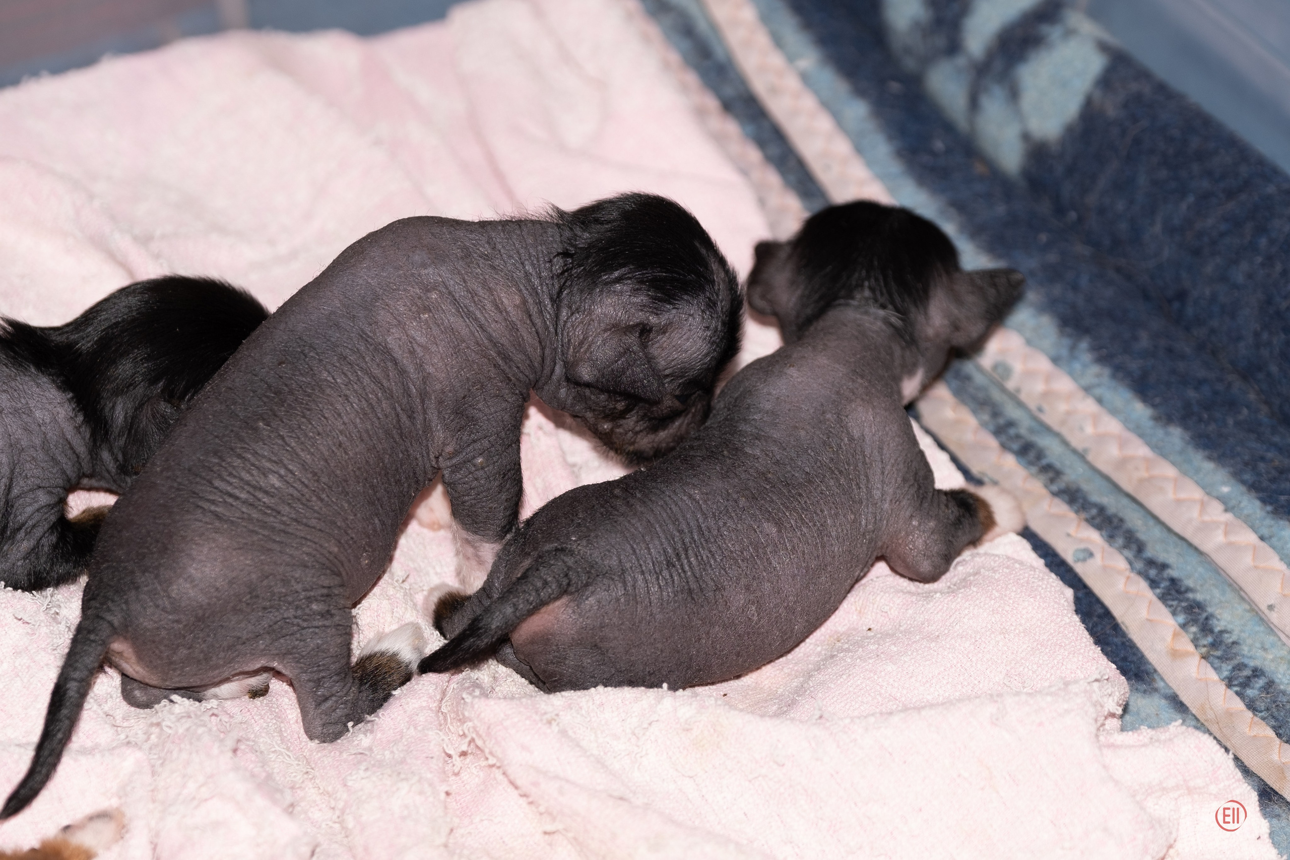 Litter V. Poale Ell Chinese Crested Dog Kennel: Buy a puppy from the kennel